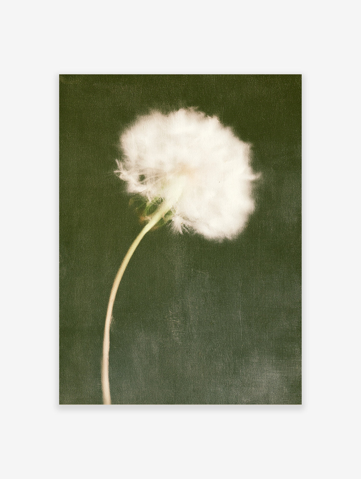 Dandelion seed head poster with white puff on a slender stem against a dark green background