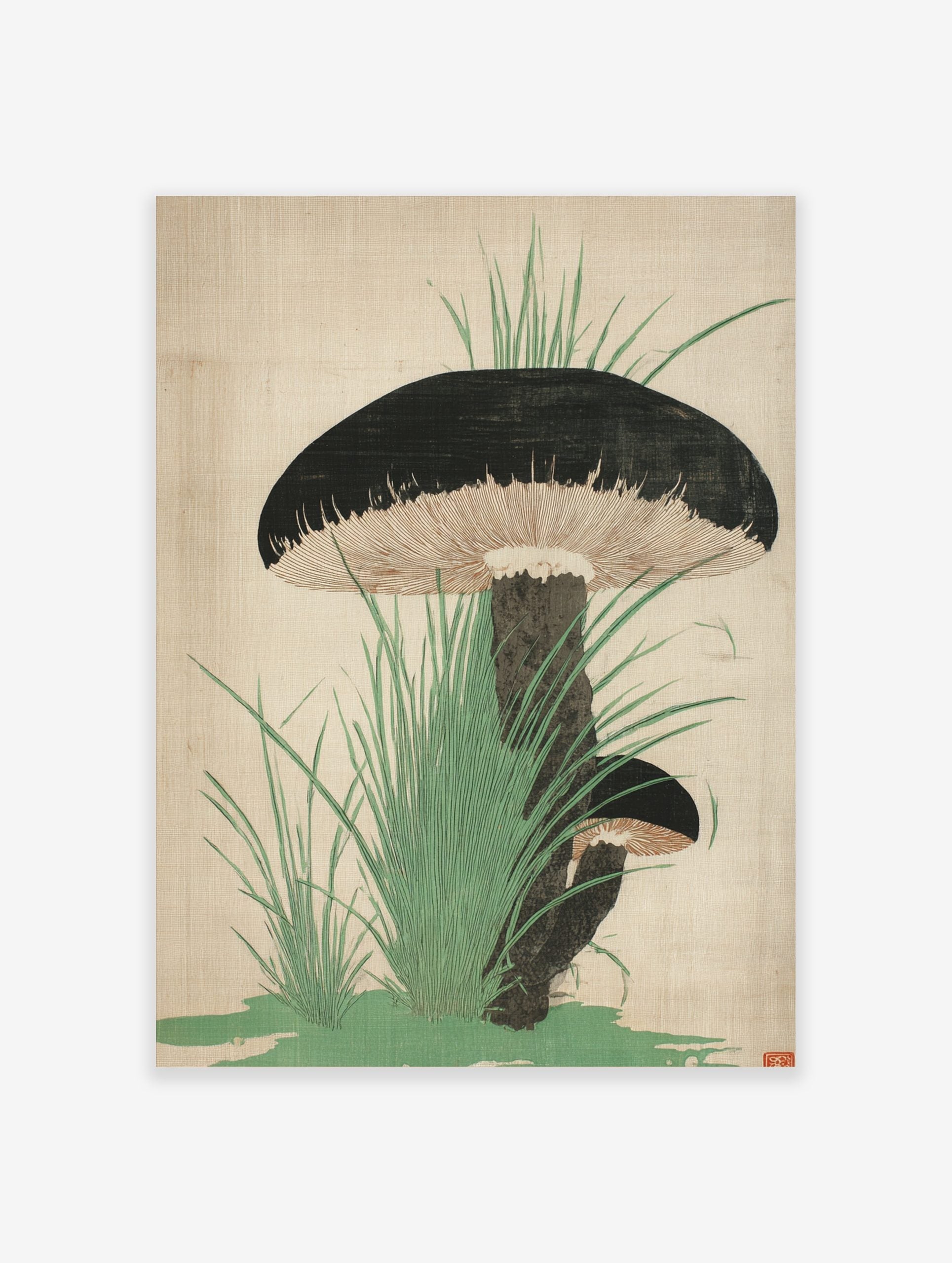 Botanical illustration of two dark-capped mushrooms with gills and green grass on a light background