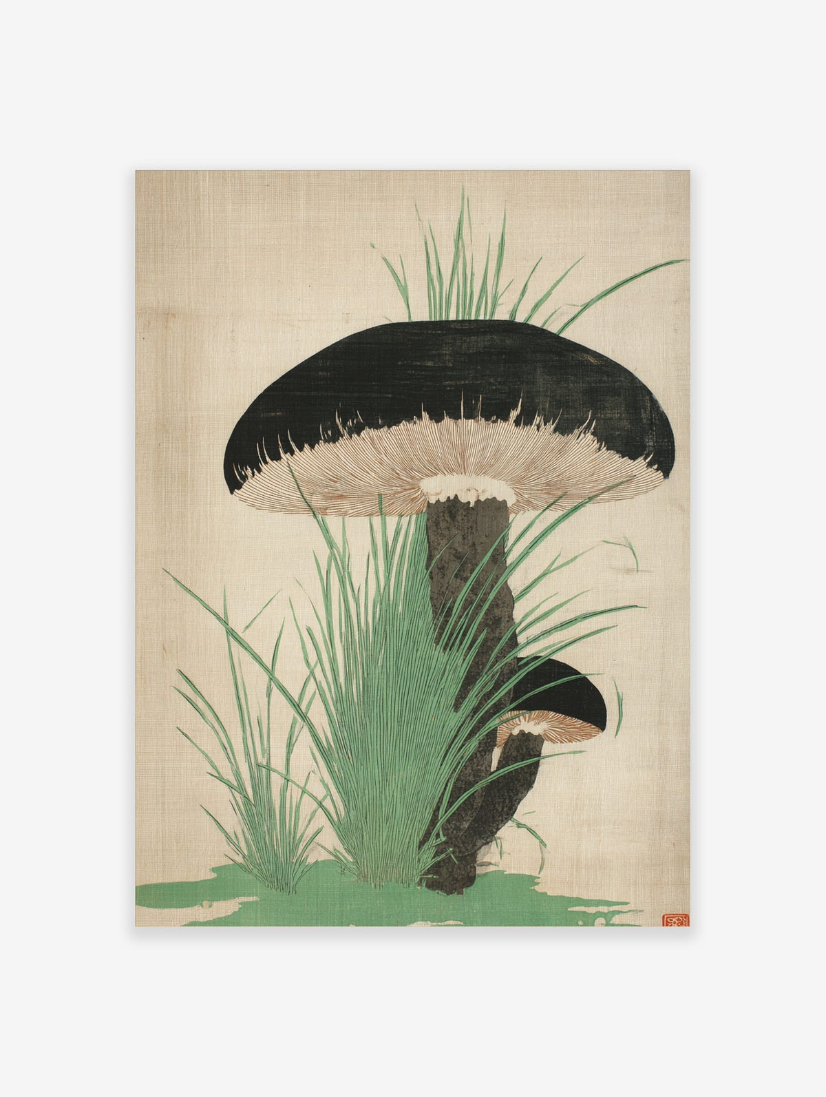 Botanical illustration of two dark-capped mushrooms with gills and green grass on a light background
