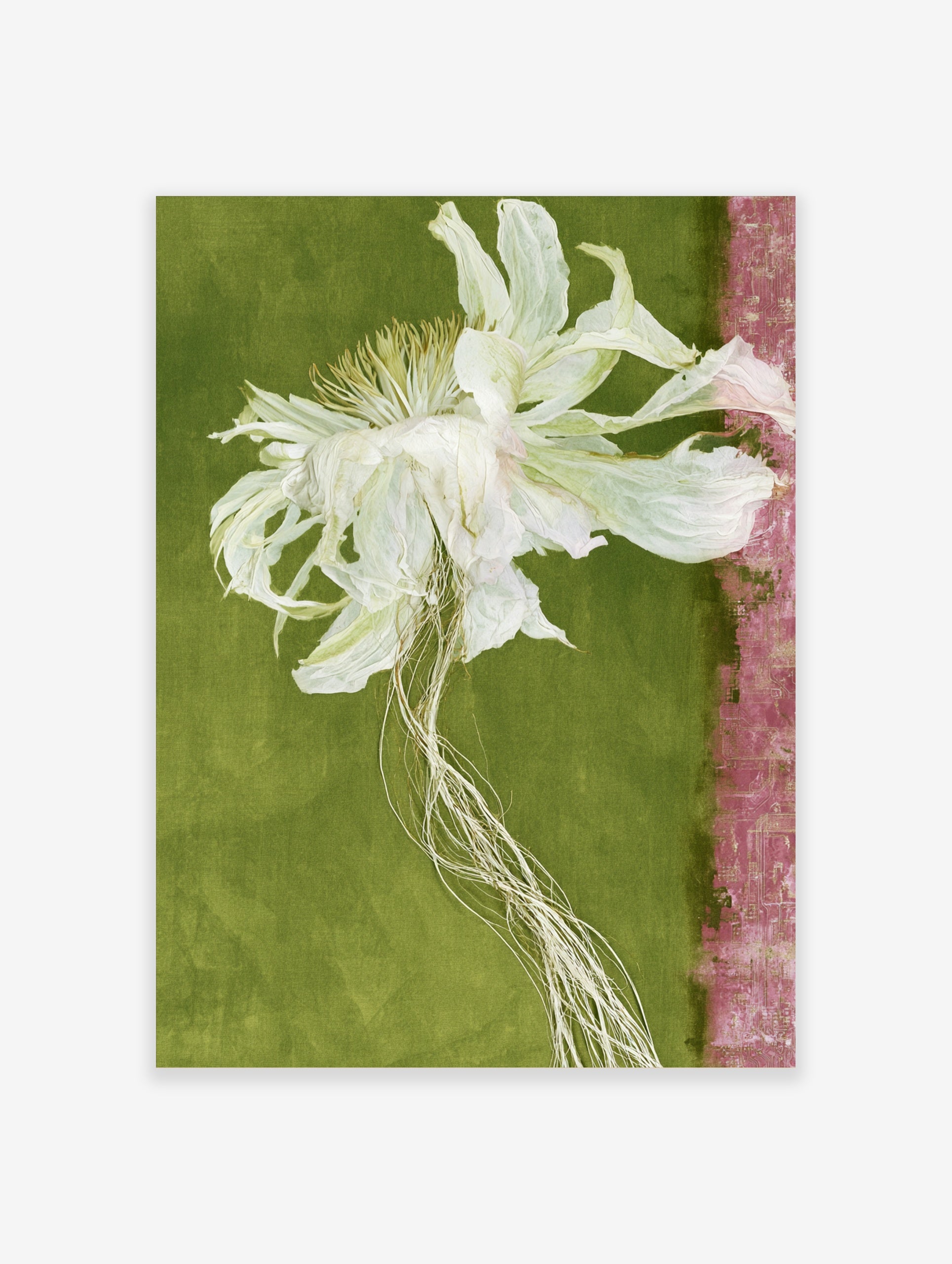 Dried white flower with trailing roots on a green background with a pink textured strip, botanical wall art print