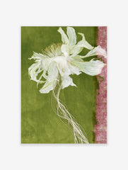 Dried white flower with trailing roots on a green background with a pink textured strip, botanical wall art print