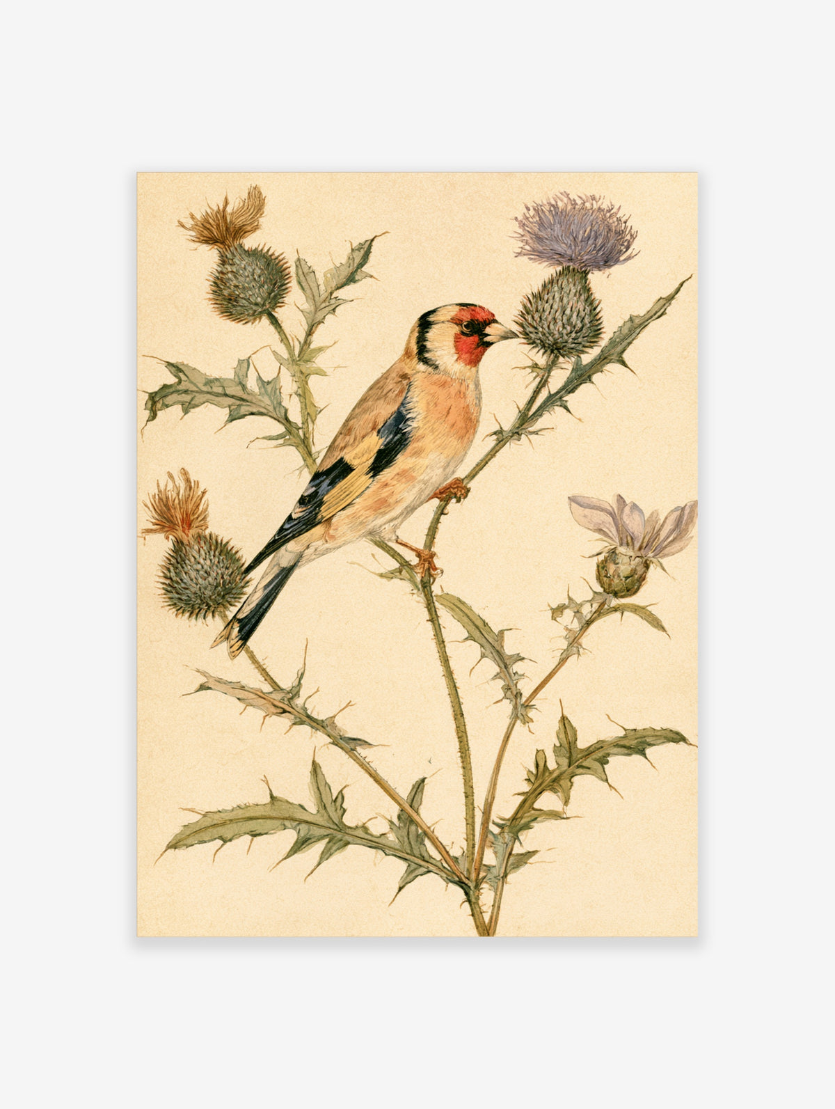 Vintage goldfinch and thistle illustration art print on cream background