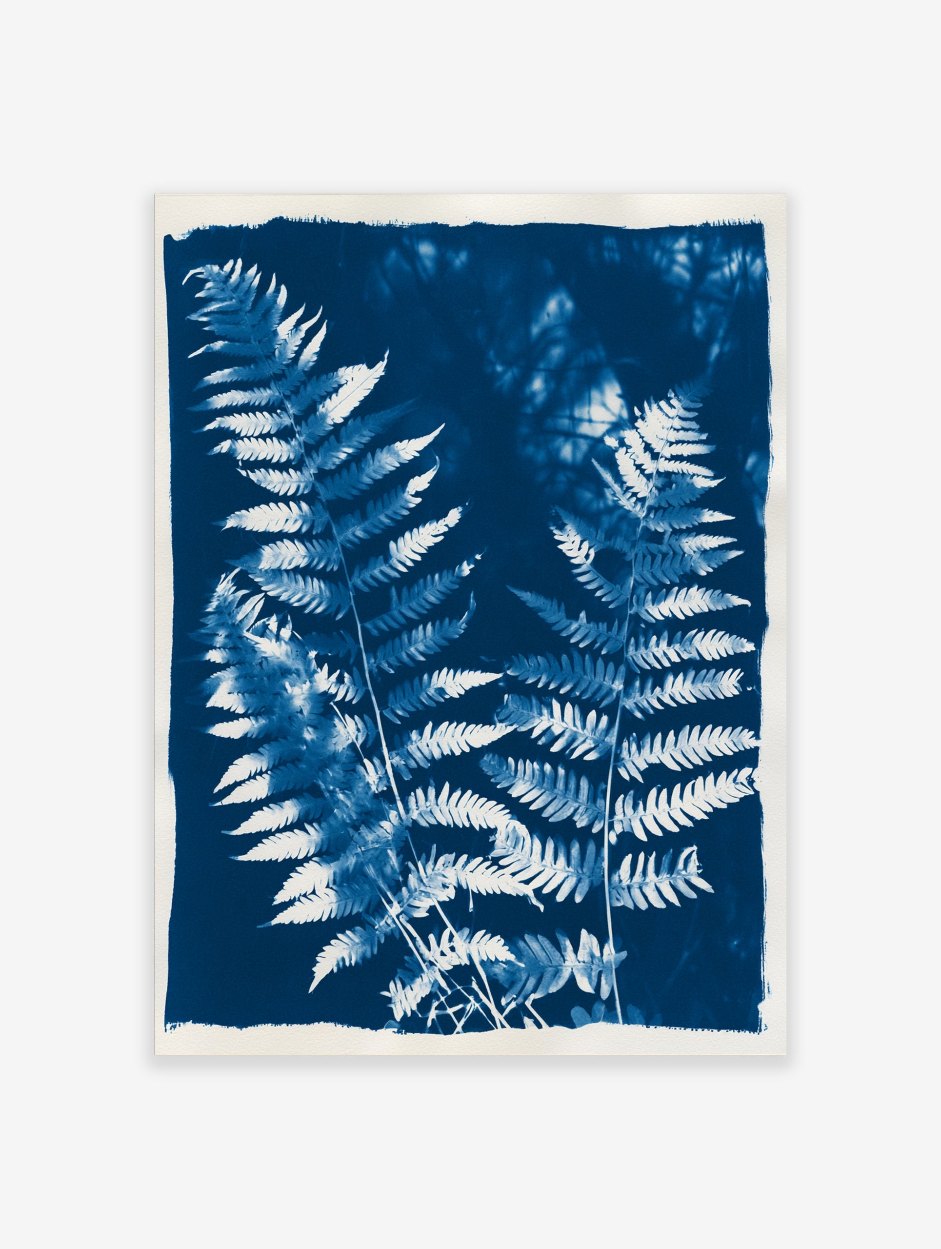 Detailed fern fronds in a blue and white cyanotype style botanical wall art print