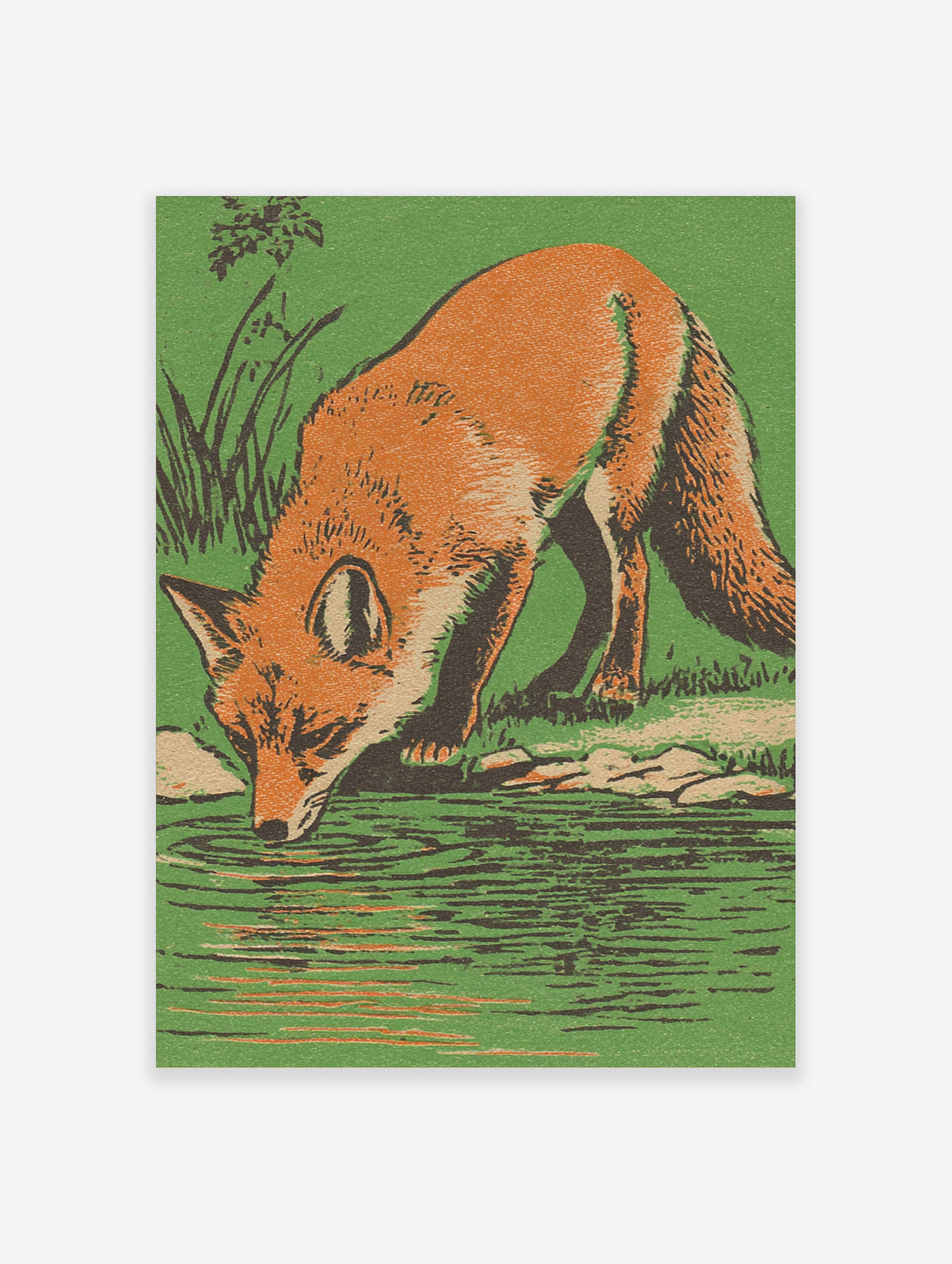 Red fox drinking from stream, orange fur, green background, vintage illustration