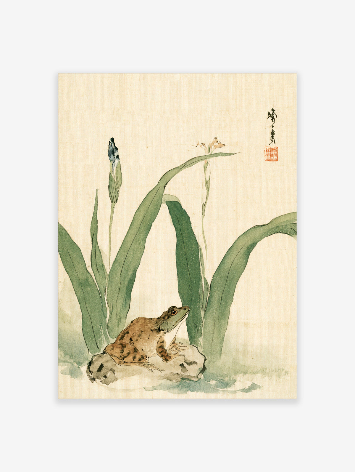 Watercolour poster of a brown frog on a rock beneath tall green iris leaves and a blue bud