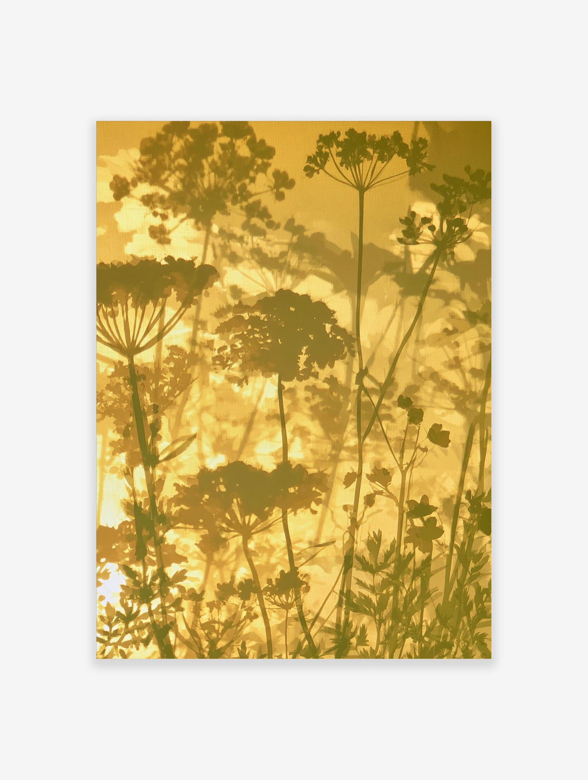 Golden botanical silhouette wall art with umbellifer flower shadows on amber background