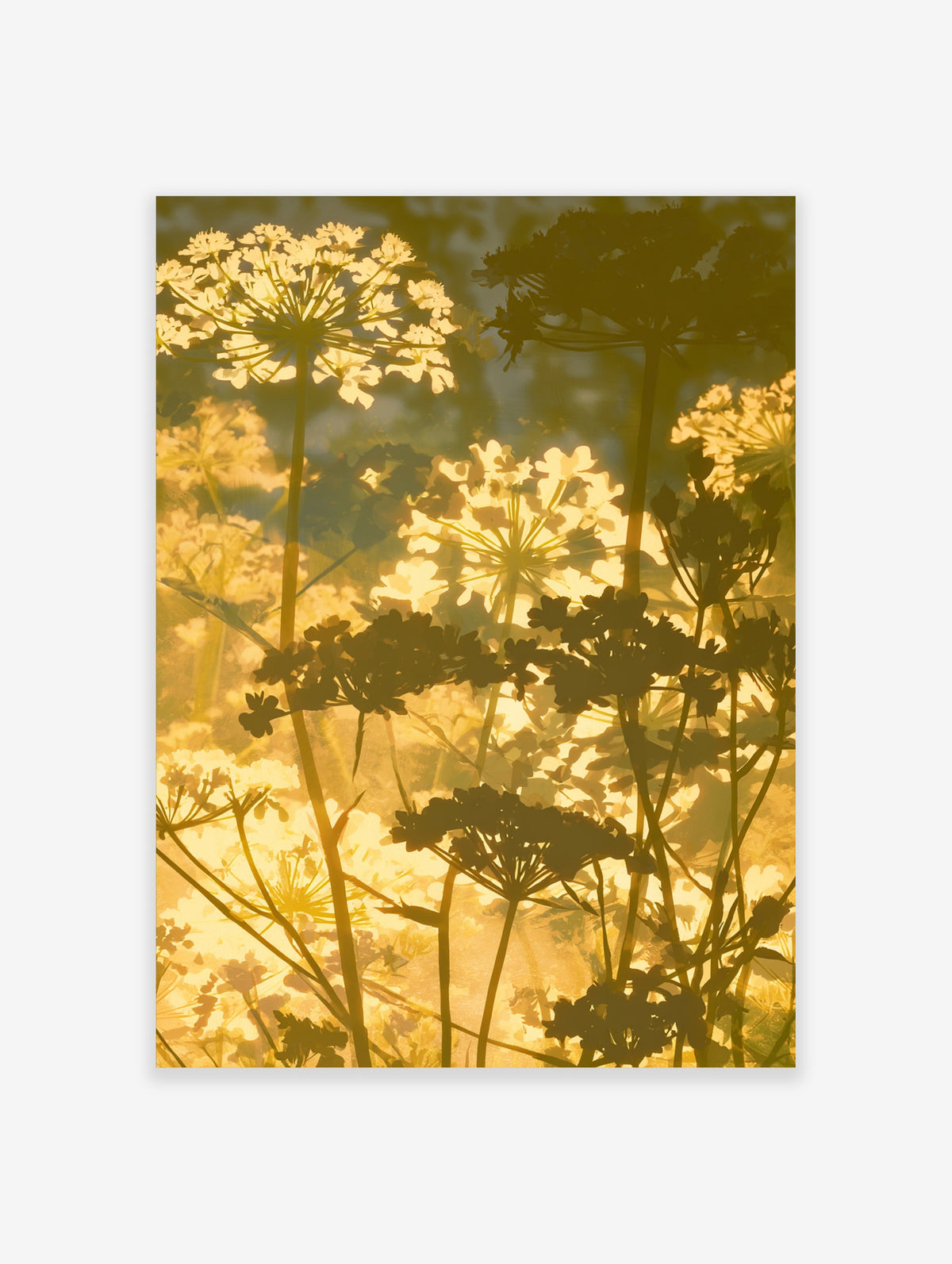Golden cow parsley botanical art print with sunlit white flower umbels and dark silhouettes on yellow