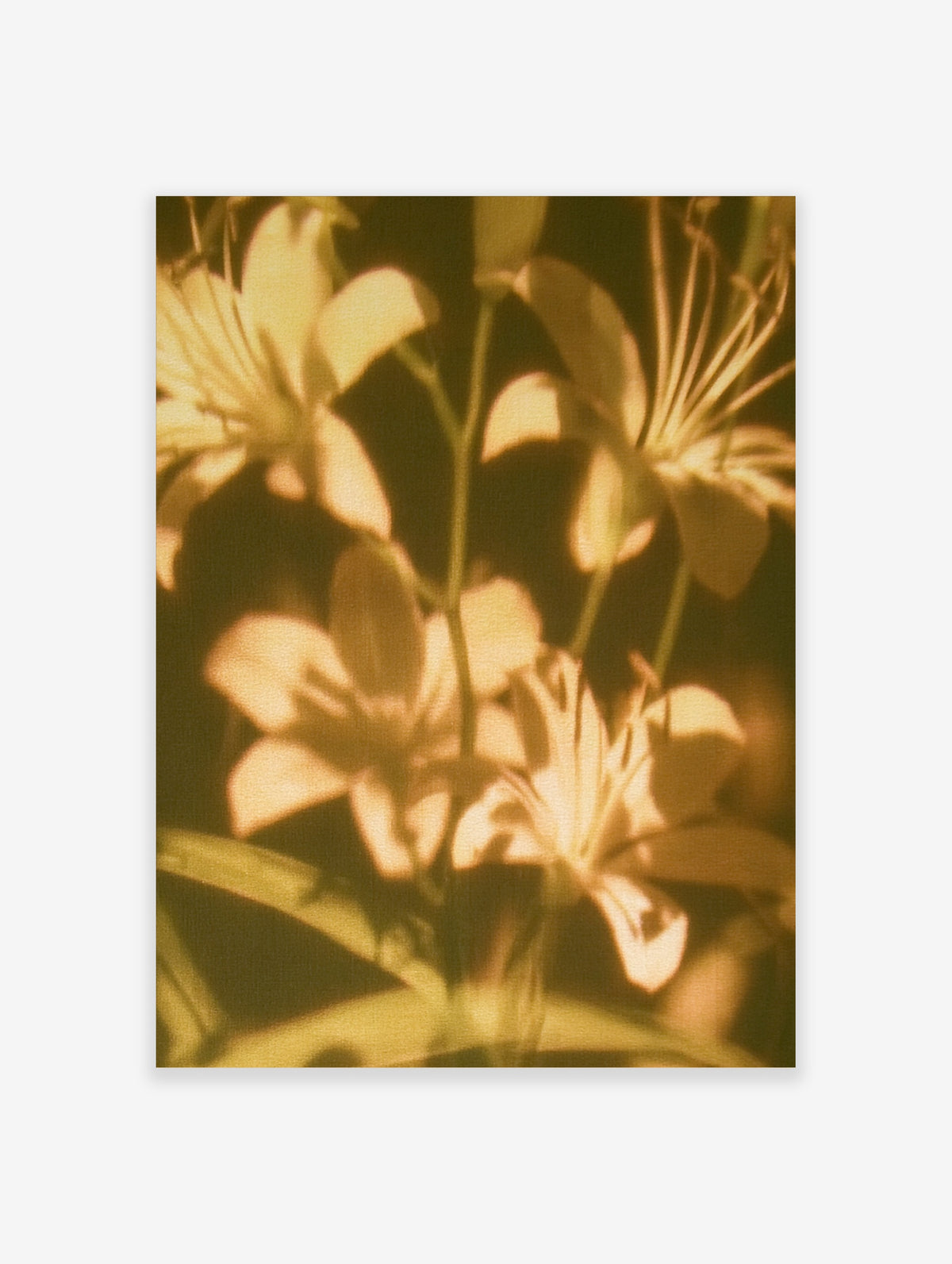 Golden lily flower poster with cream petals and green stems on a dark background