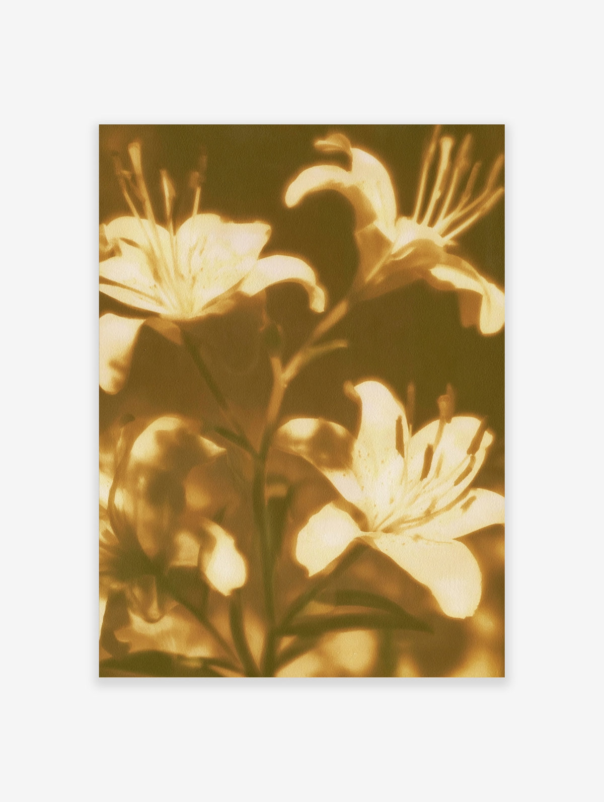 Golden lily flower print with three blooms and visible stamens on a dark background