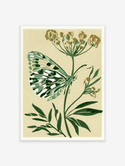 Botanical art print of a green and white butterfly resting on a dill plant against a cream background