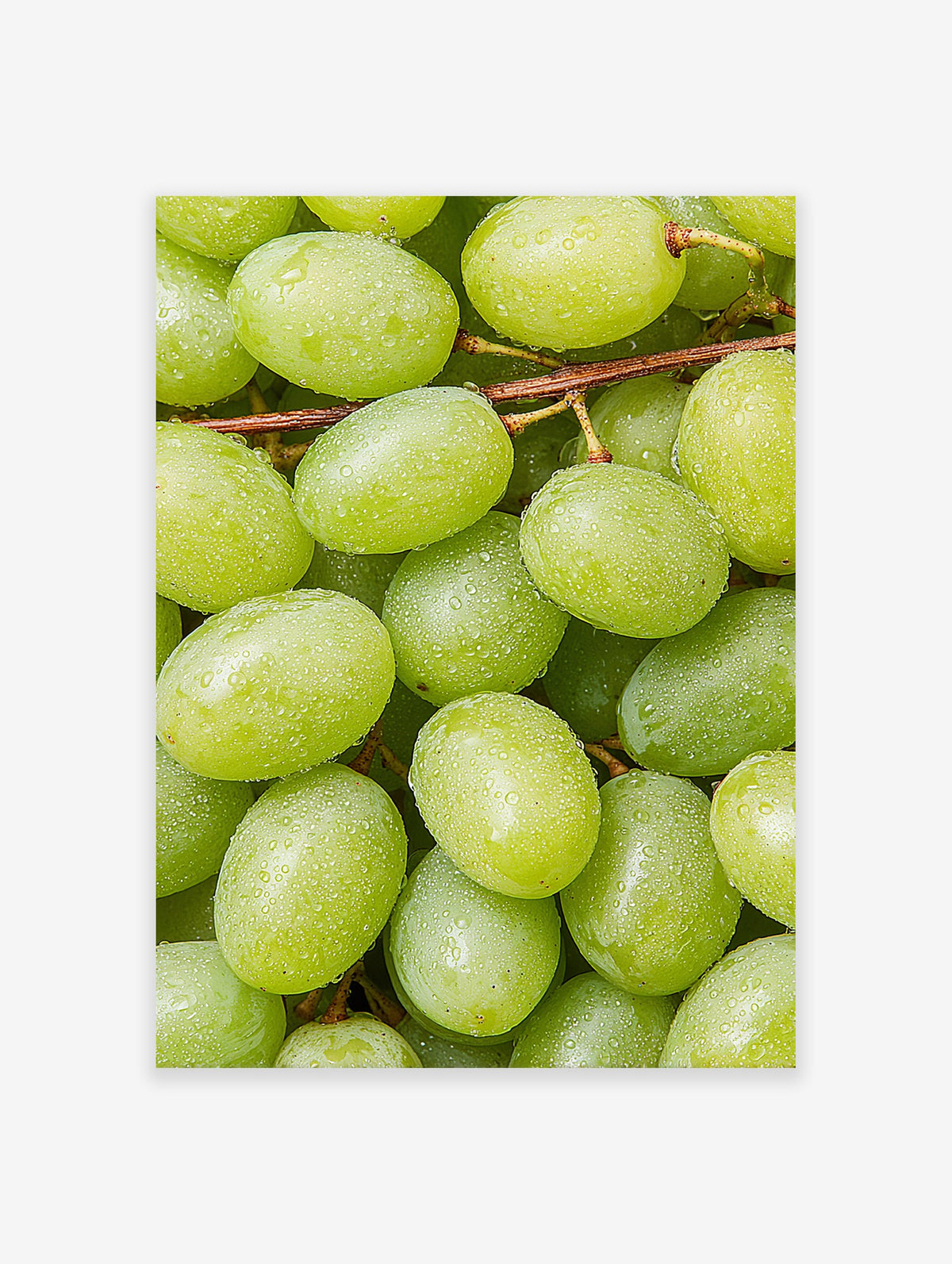 Close-up of fresh green grapes with water droplets on the vine, vibrant and natural photography print.