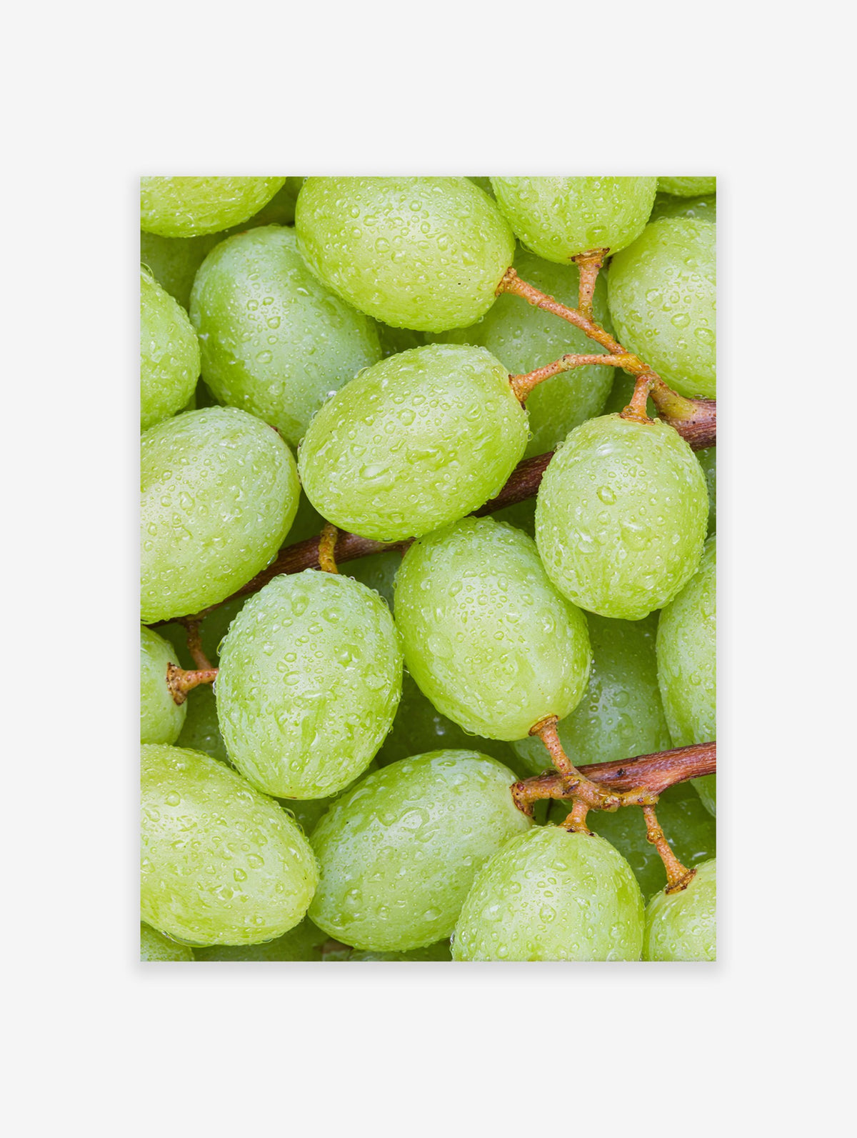 Close-up photography of fresh green grapes covered in water droplets on their stems, vibrant and natural.