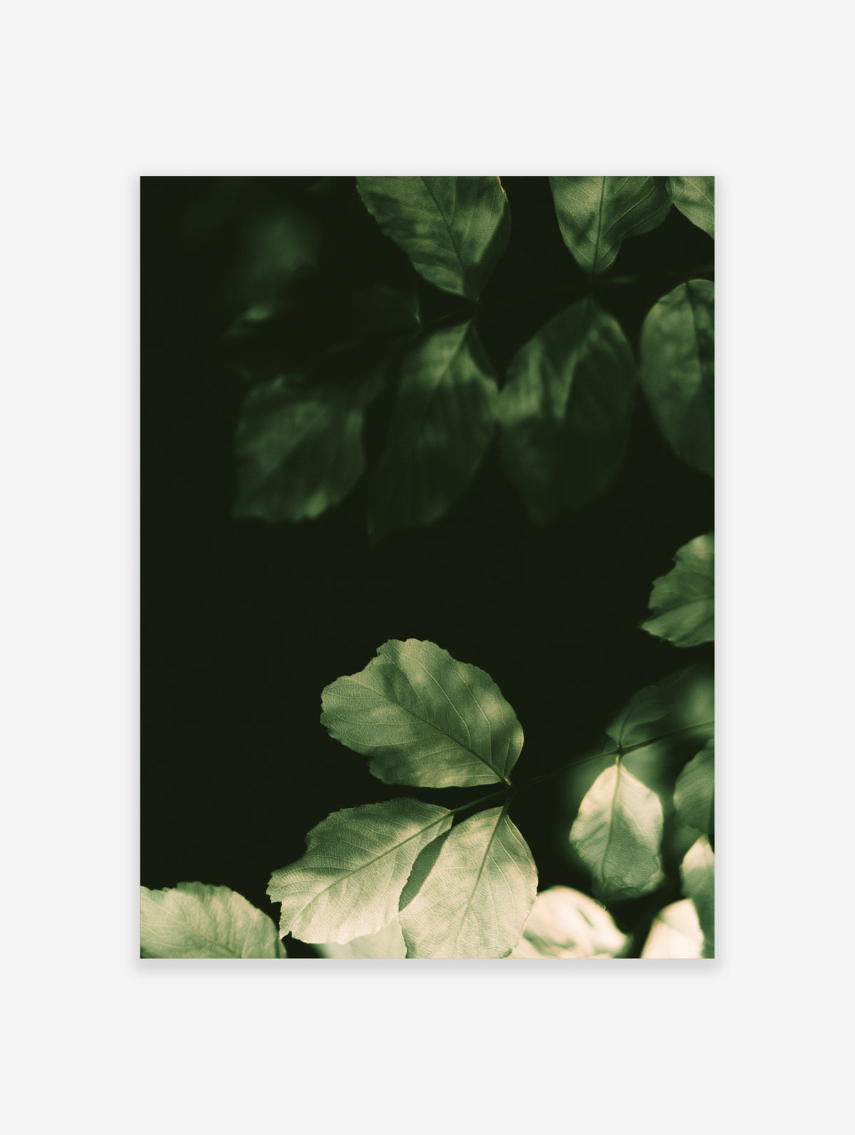 Green leaf botanical art print with sunlit foliage and dark shadow background
