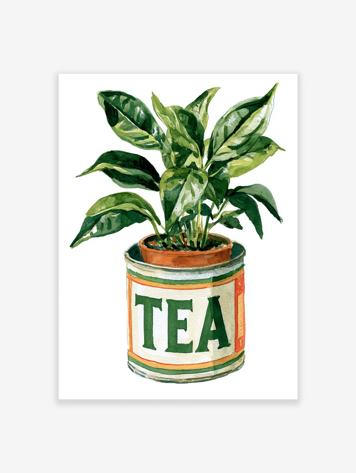 Watercolour poster of a green plant in a terracotta pot inside a tin labelled TEA in green capitals