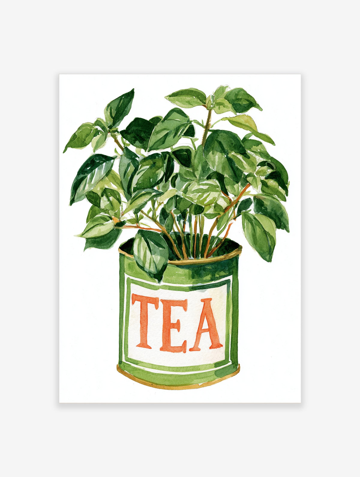 Watercolour green houseplant in a green tin labelled TEA, botanical art print