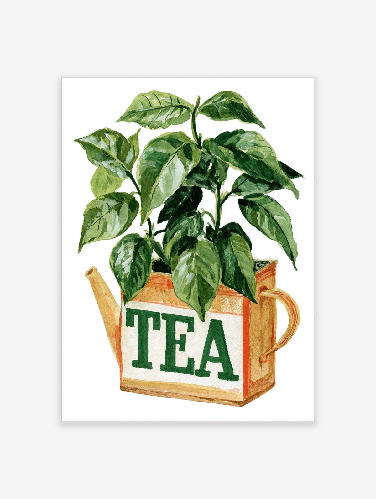 Watercolour green tea plant in a vintage watering can with TEA text on a cream panel