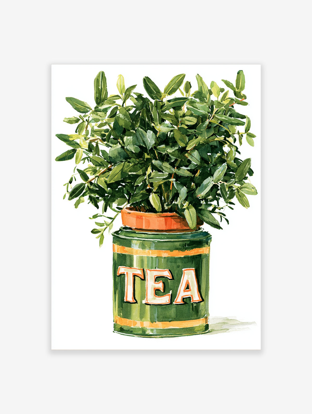 Green tea tin planter with olive plant watercolour illustration art print