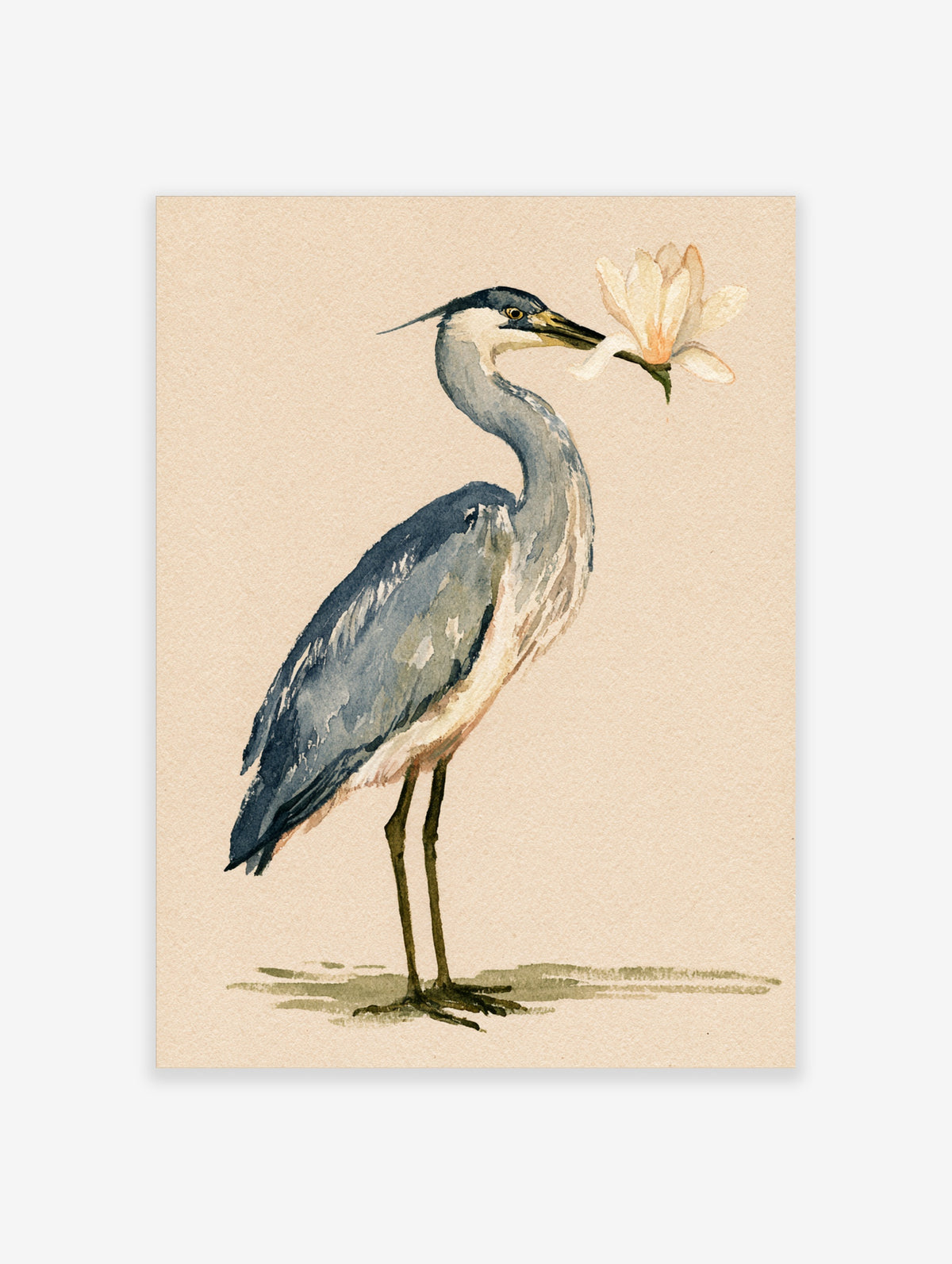 Grey heron watercolour bird art print holding a pale magnolia flower on a beige background