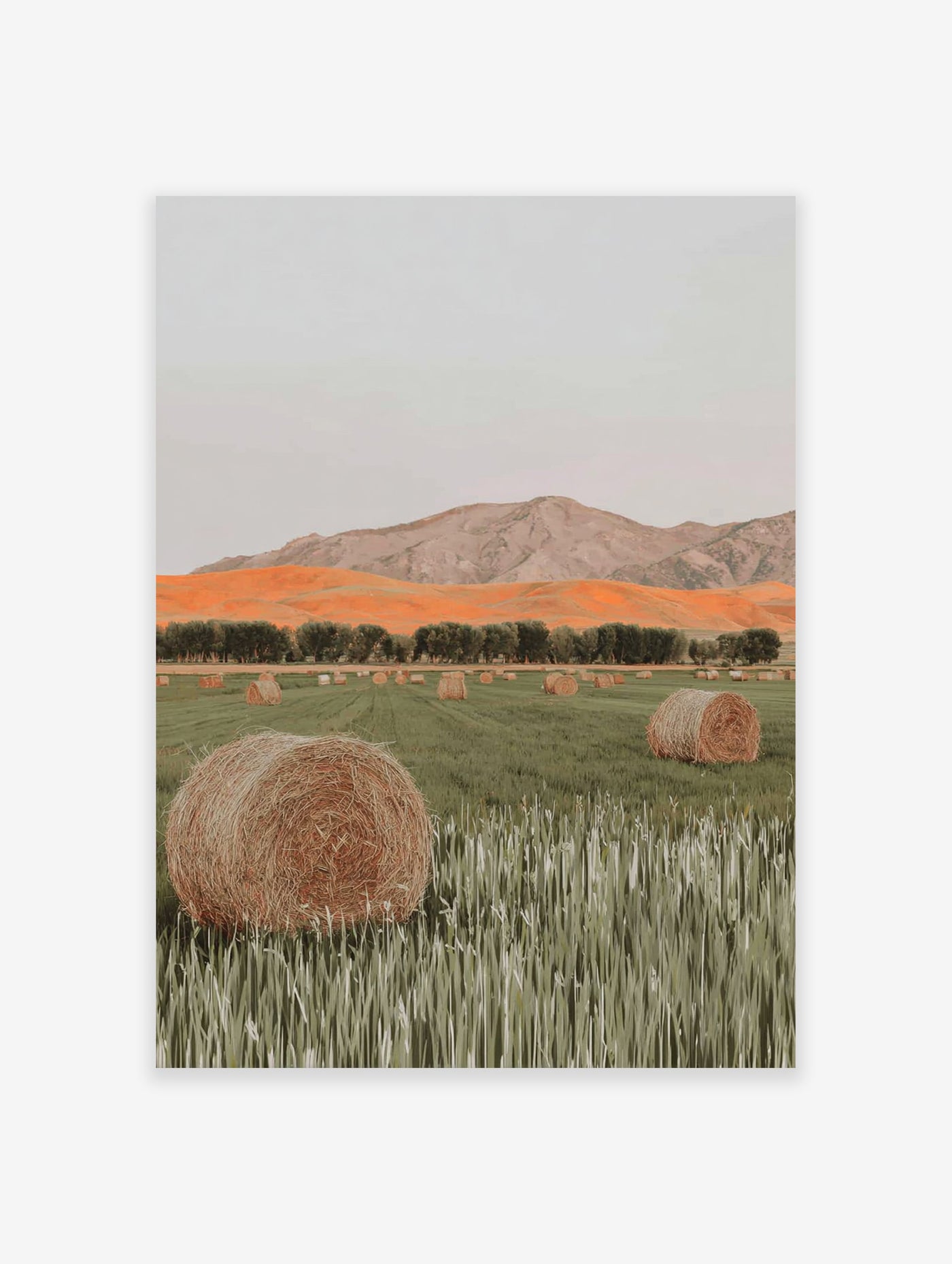 Photographic print of a field with hay bales, green grass, a row of trees, orange hills, and mountains under a grey sky.