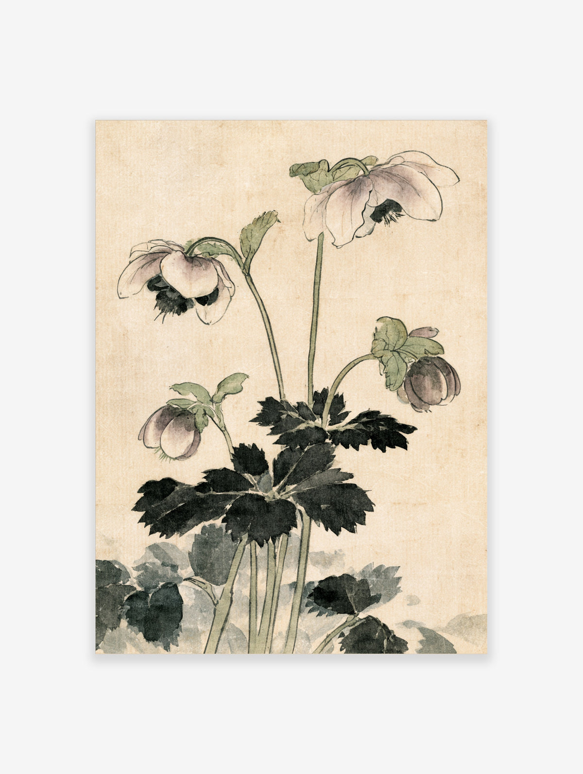 Hellebore flower botanical illustration with pale blooms and dark green leaves on cream background