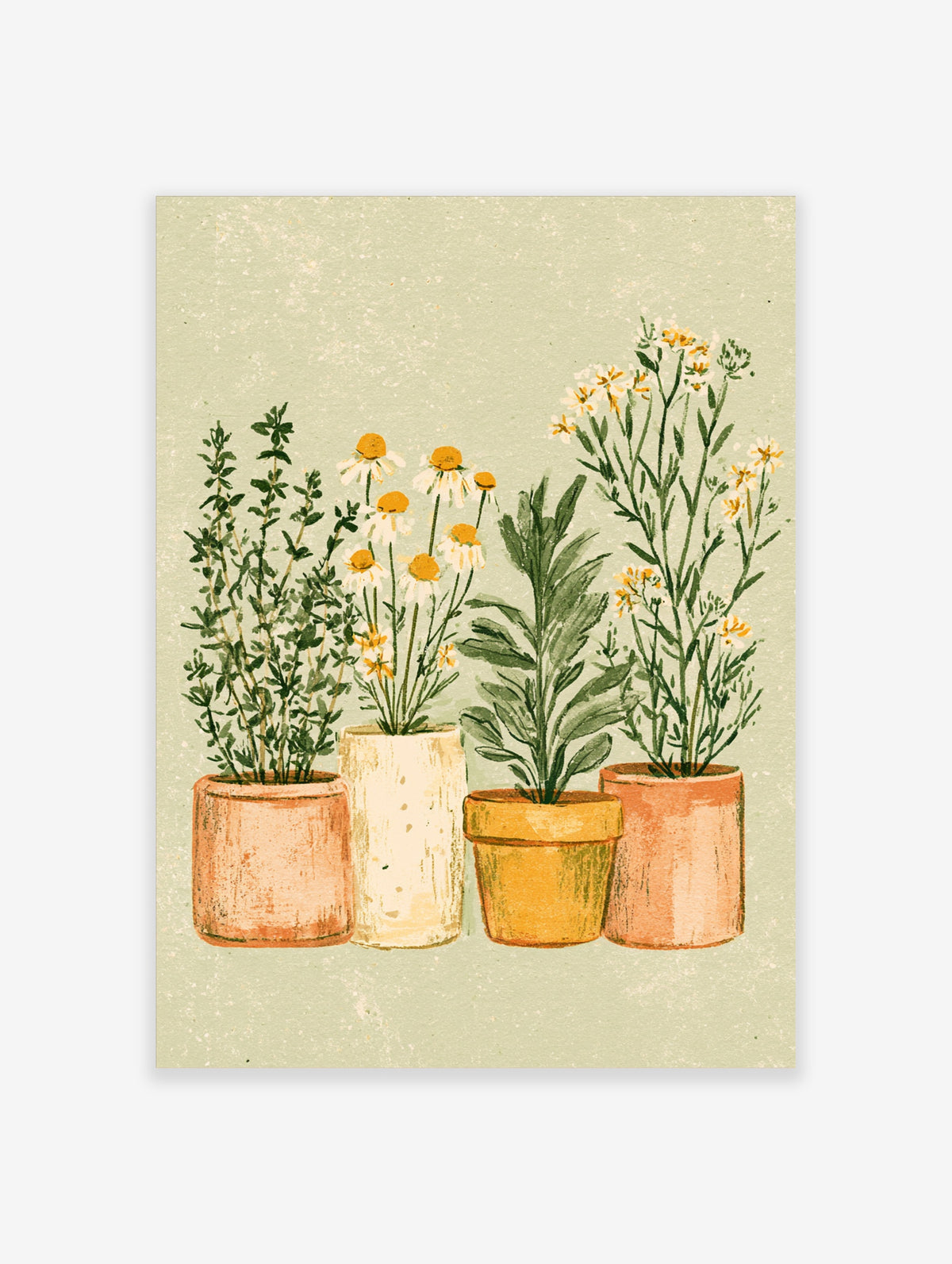 Botanical art print of potted thyme, chamomile daisies, sage, and white wildflowers in terracotta pots on pale green