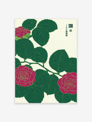 Japanese camellia botanical illustration art print with vibrant fuchsia flowers and dark green leaves on a textured cream background.