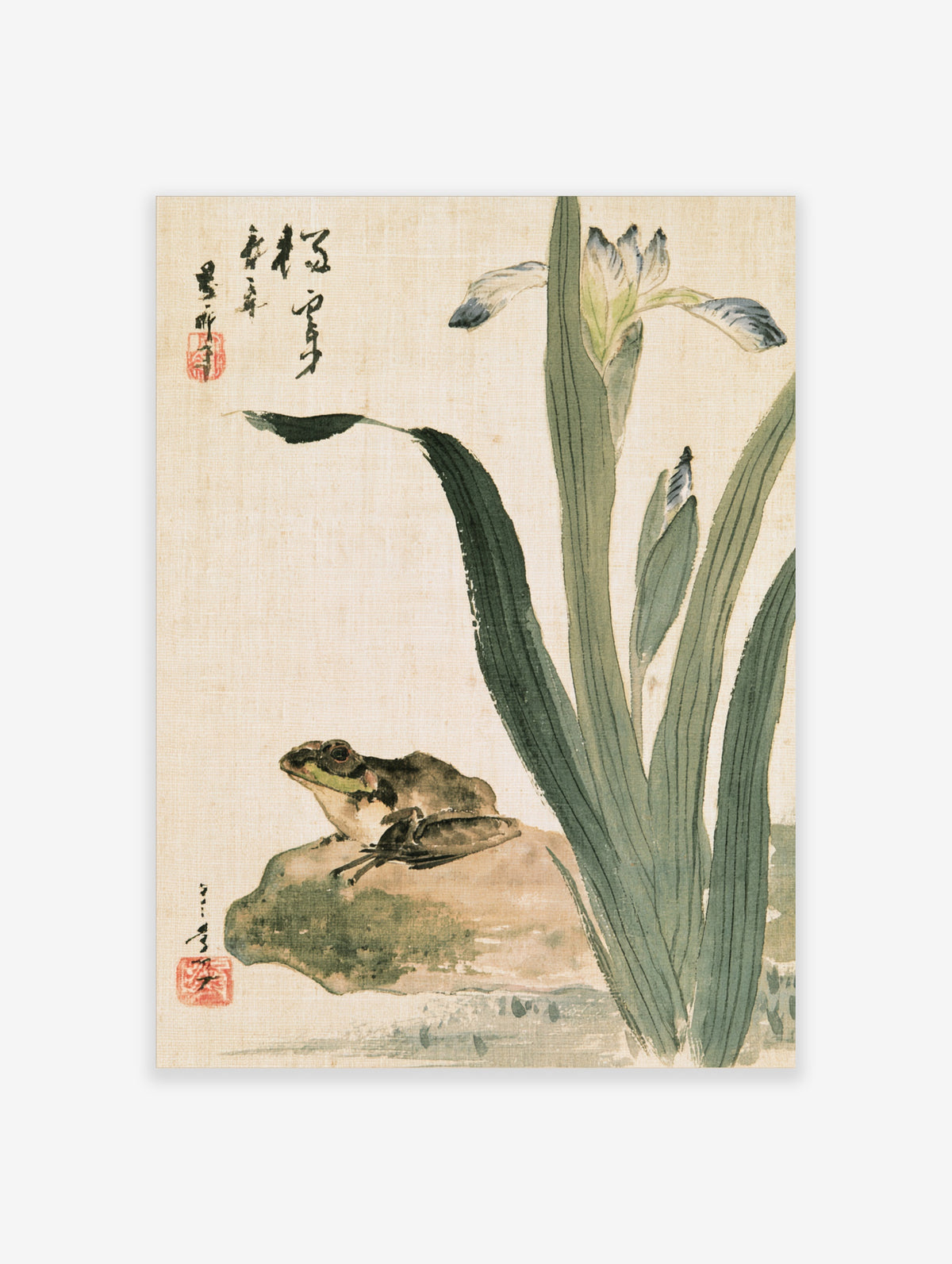 Japanese frog on rock with green iris leaves and calligraphy art print