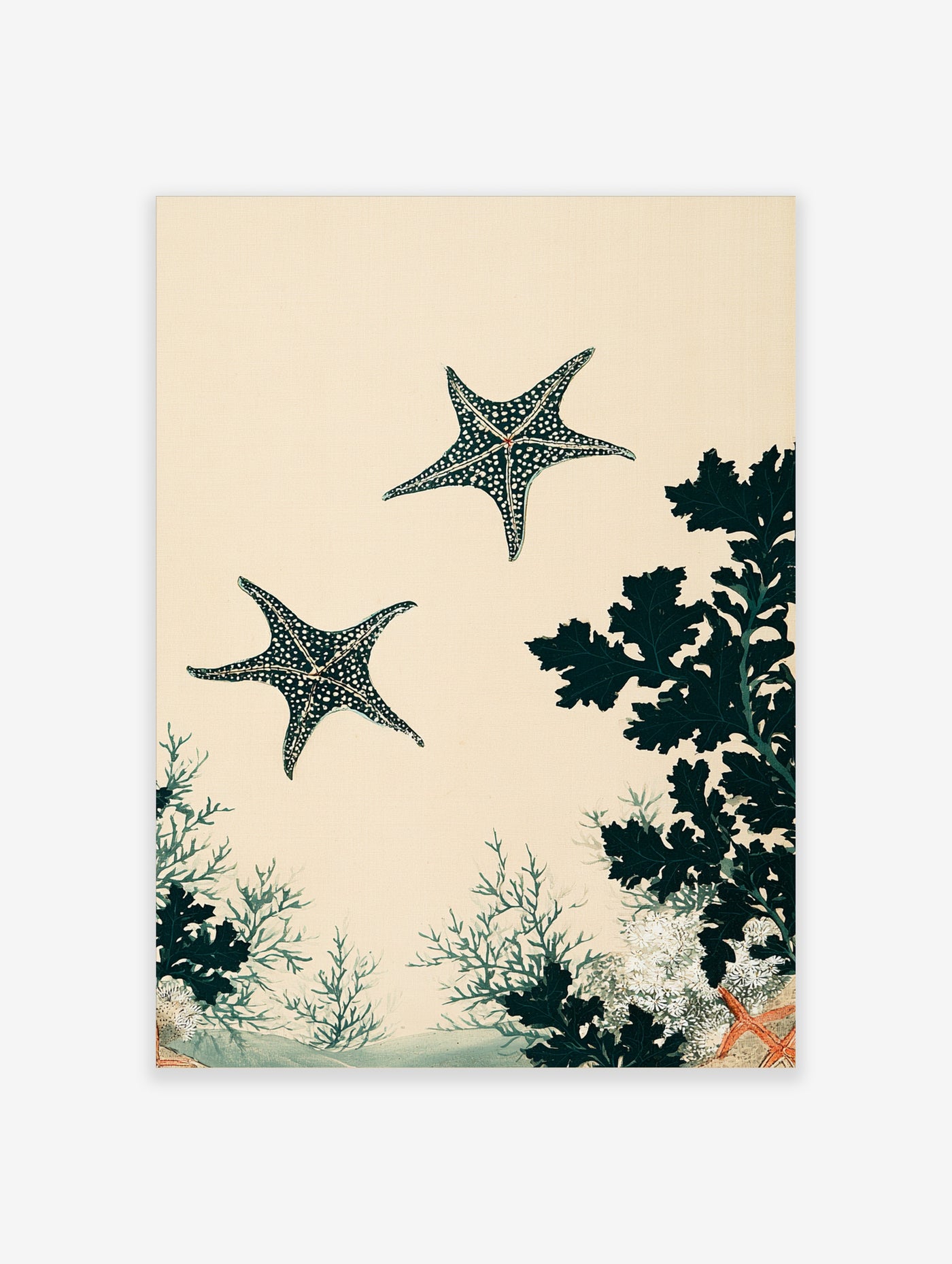 Japanese botanical illustration featuring two speckled starfish above dense green seaweed on a beige background