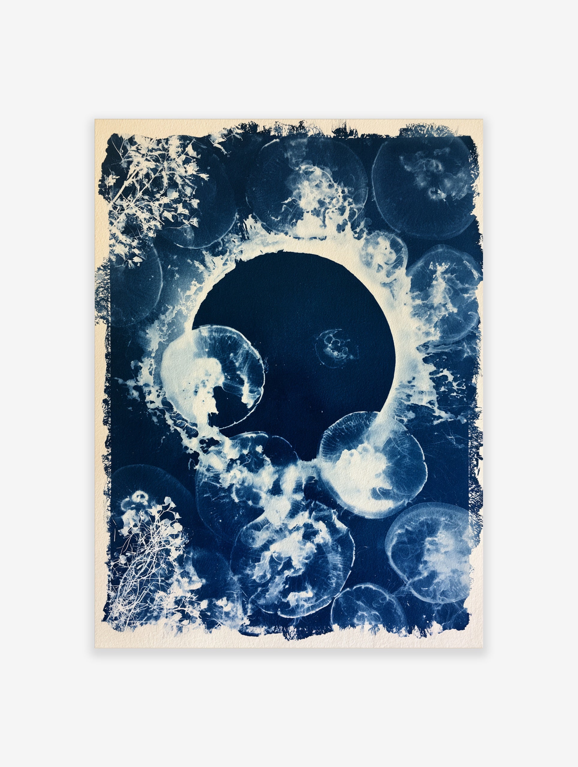 Cyanotype print of jellyfish and botanical silhouettes in deep blue and white, arranged in a circular composition