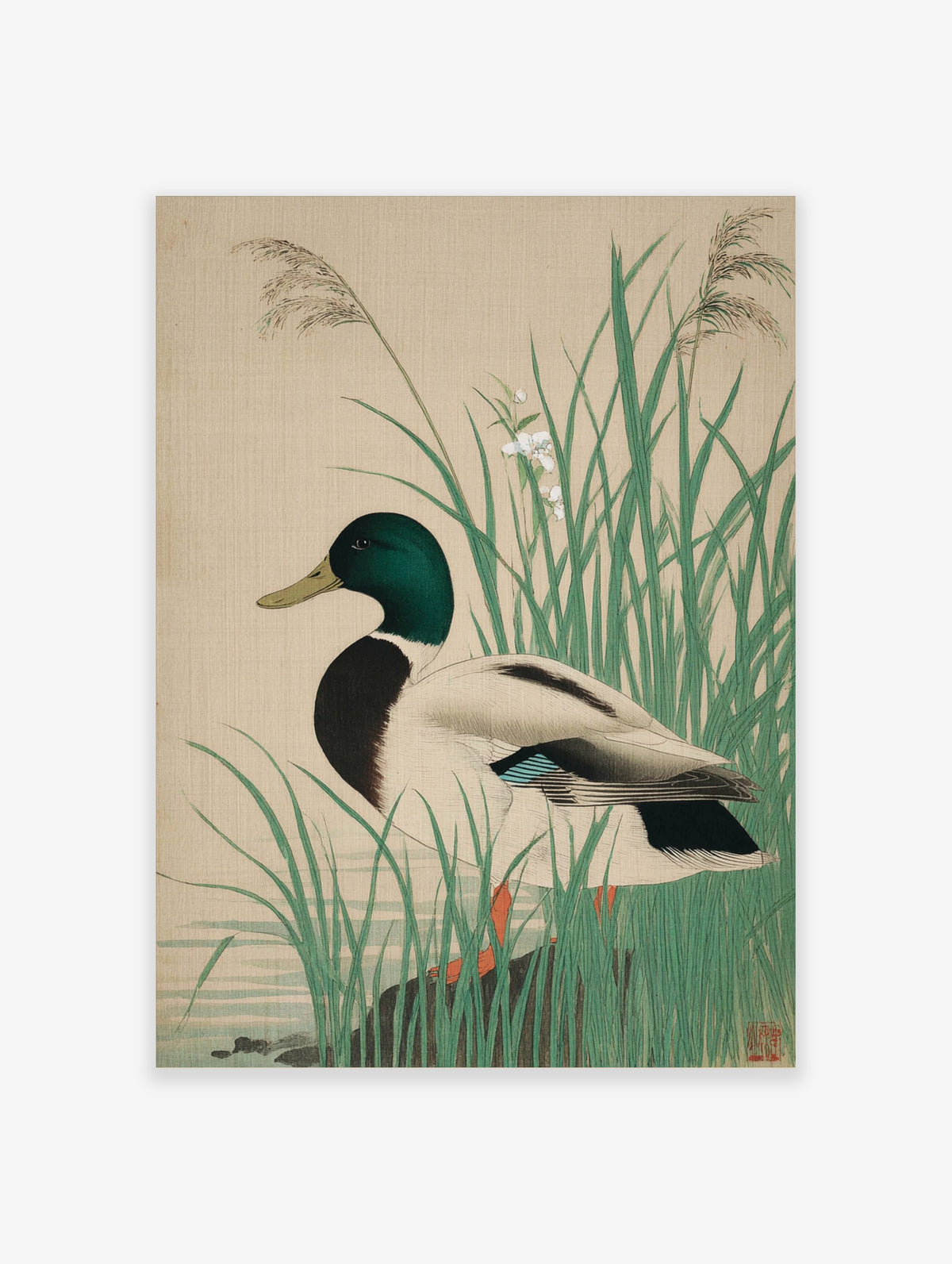 Mallard duck art print with green head standing among tall green reeds and white flowers