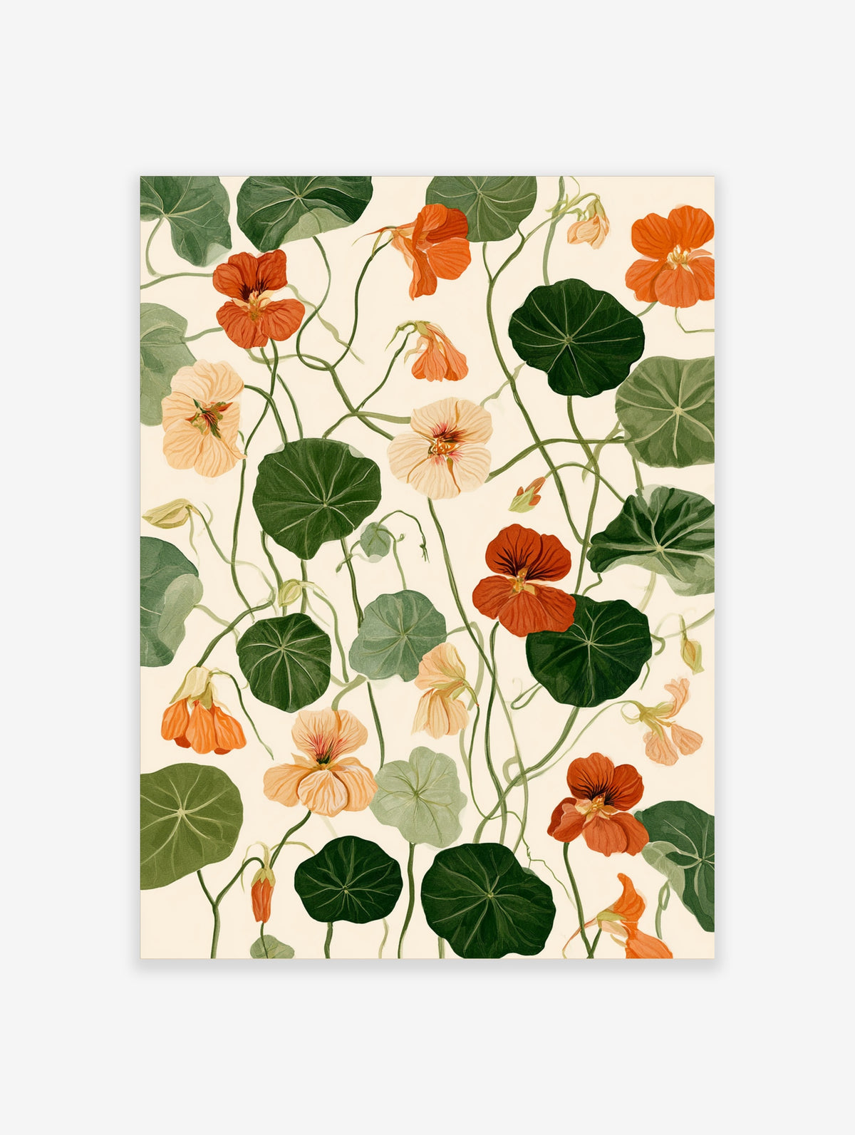 Nasturtium flower botanical art print with orange and peach blooms, round green leaves, and winding vines on cream