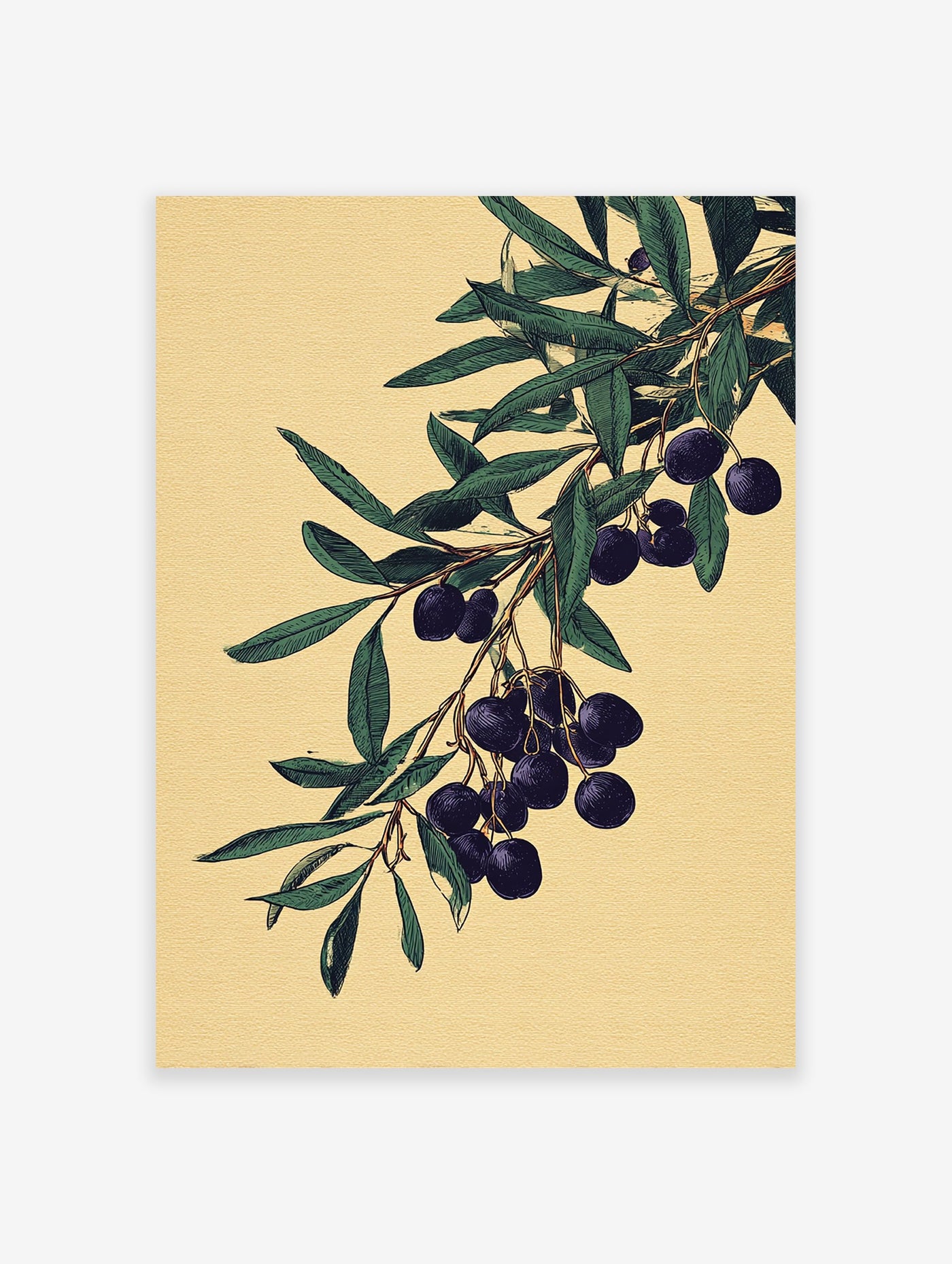 Botanical illustration of an olive branch with dark olives and green leaves on a textured light yellow background.
