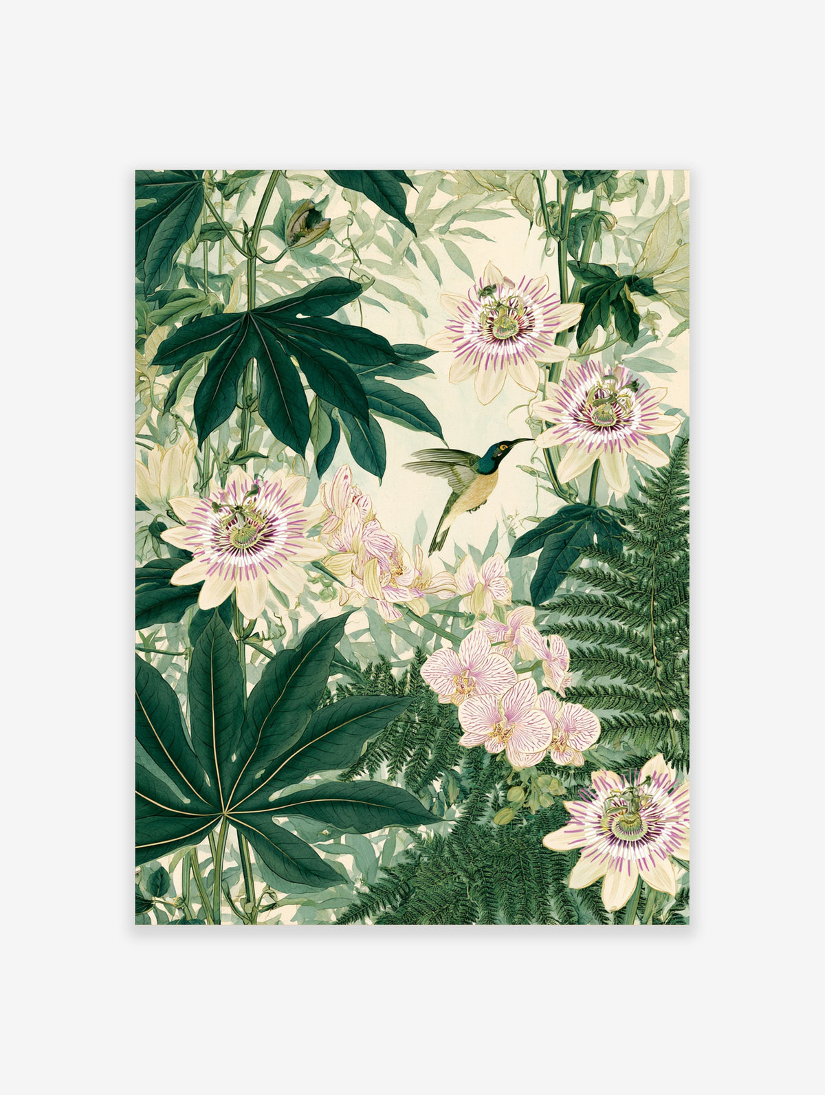 Botanical illustration of a hummingbird hovering among passionflowers, orchids and green leaves