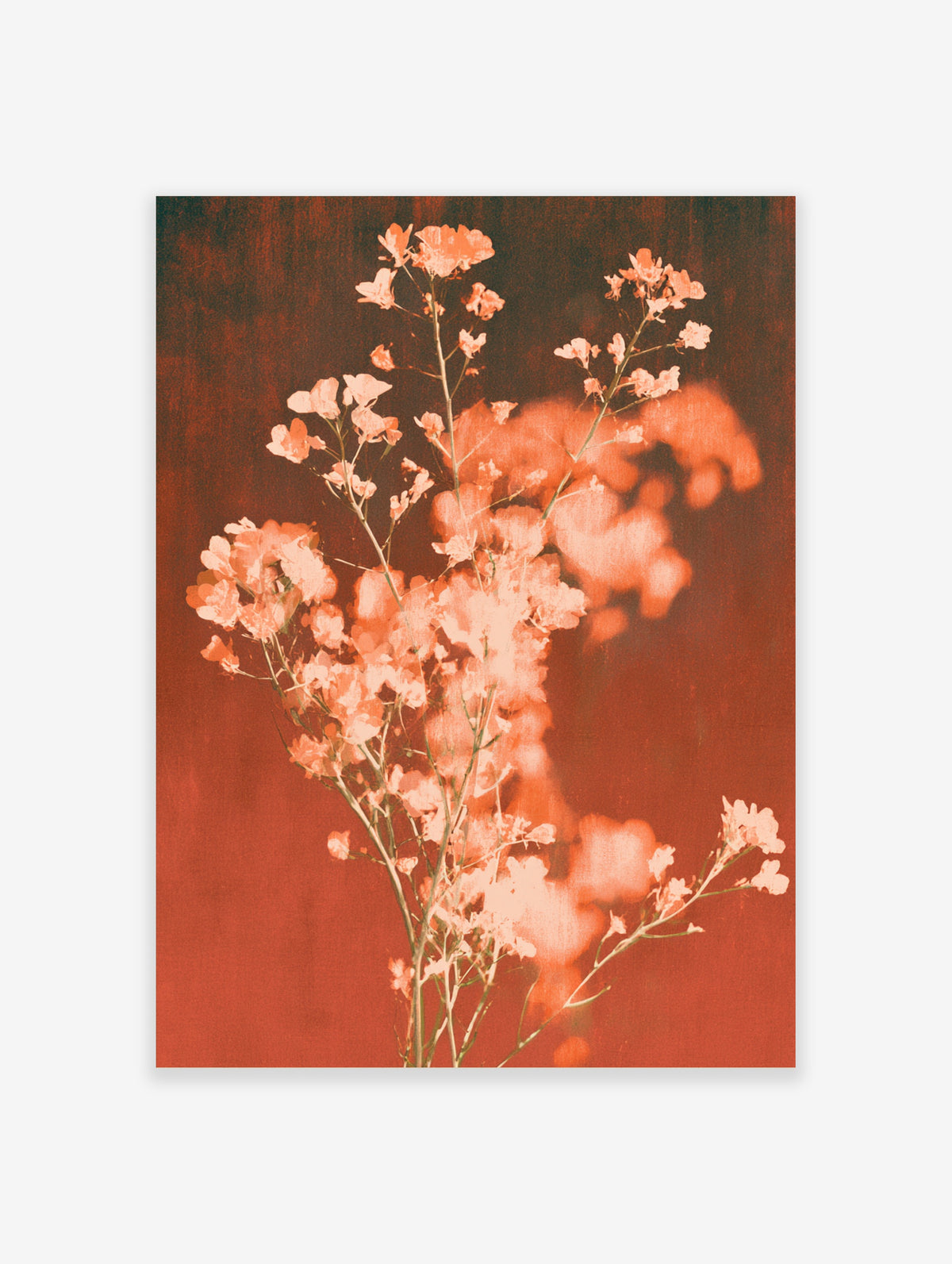 Peach blossom branches with coral flowers against a warm red background, botanical art print