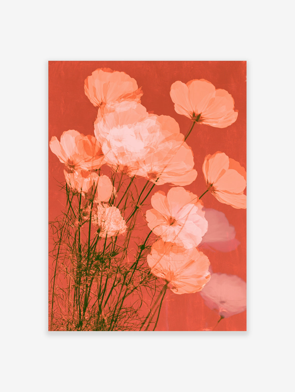 Peach cosmos flower wall art print with coral petals and green stems on a red background
