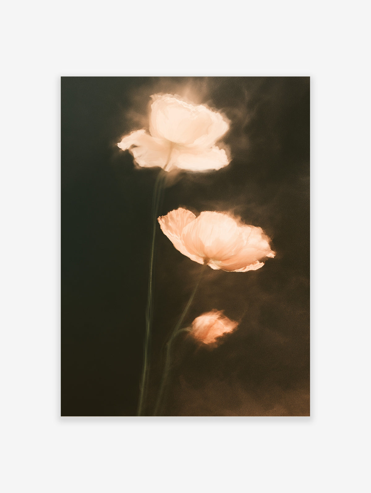 Peach poppy flower print with three ethereal blooms on dark background, unframed floral wall art