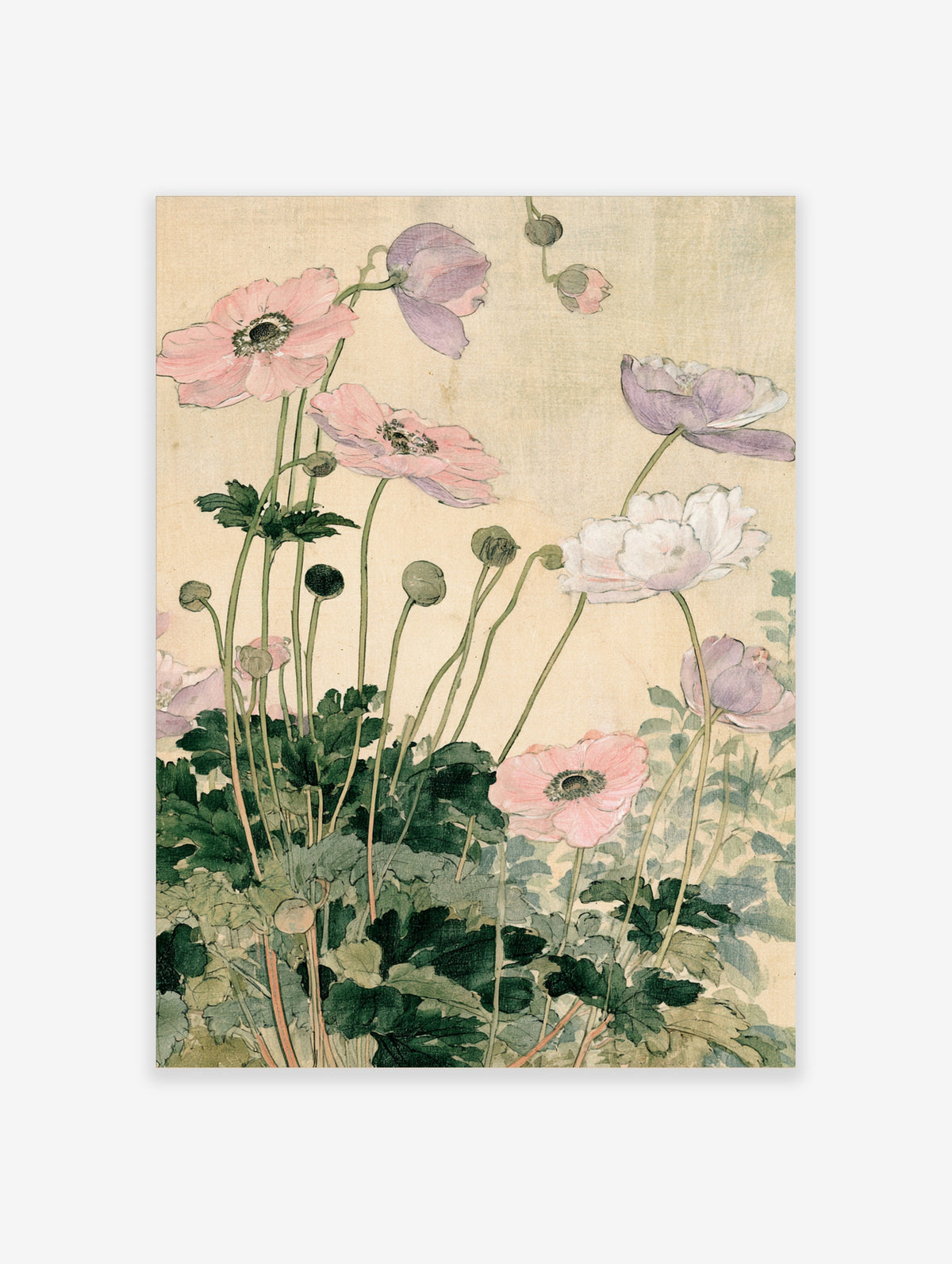 Pink and lilac anemone flowers with green leaves on a beige background, botanical illustration art print