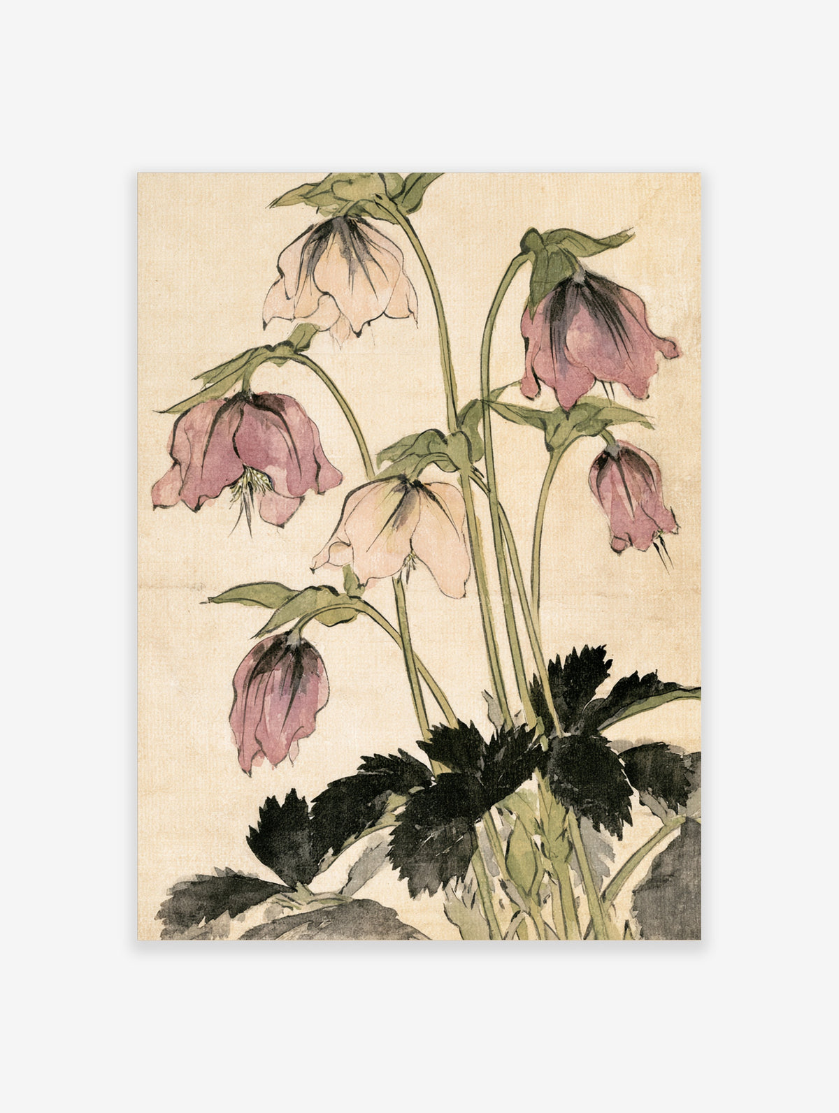 Pink bellflower botanical illustration with green leaves on cream background