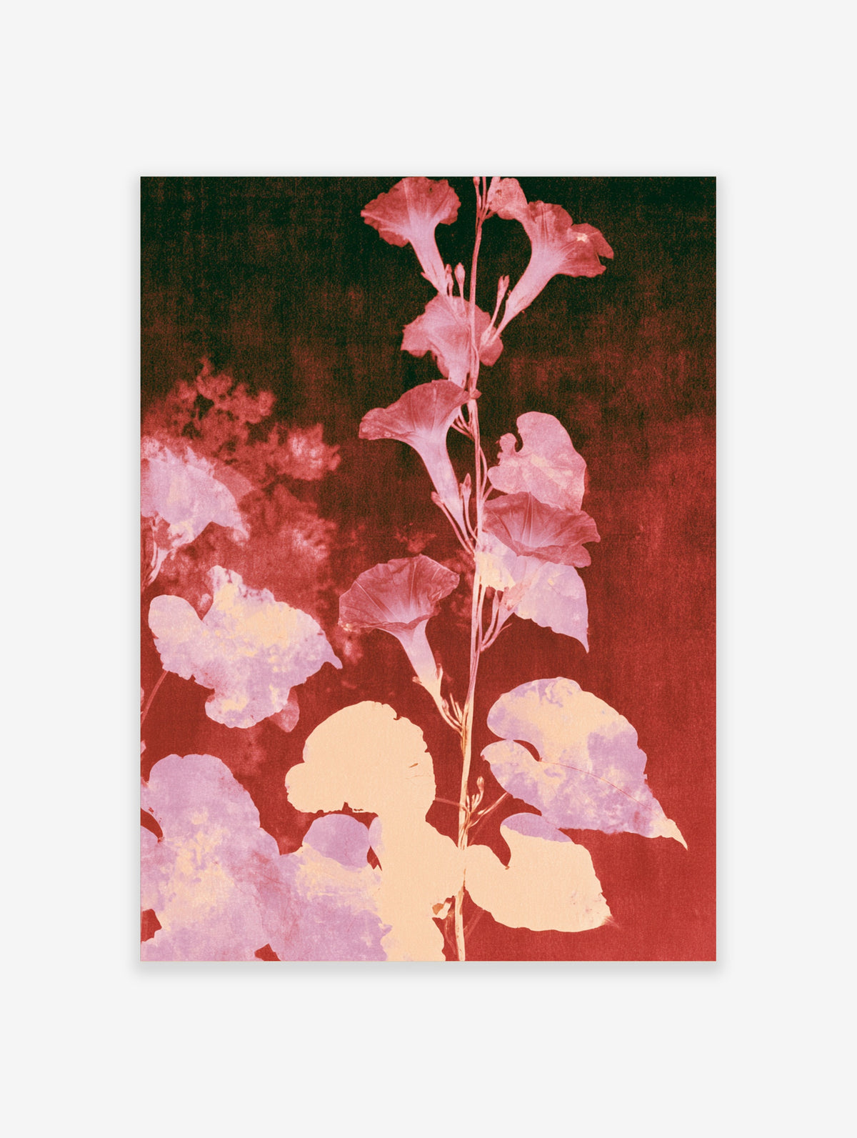 Pink botanical flower poster with tall stem, trumpet blooms, and pink leaves on deep red background