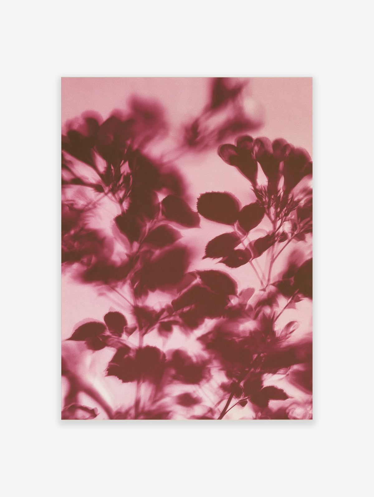 Pink botanical rose leaf poster with soft-focus floral silhouettes on a blush background