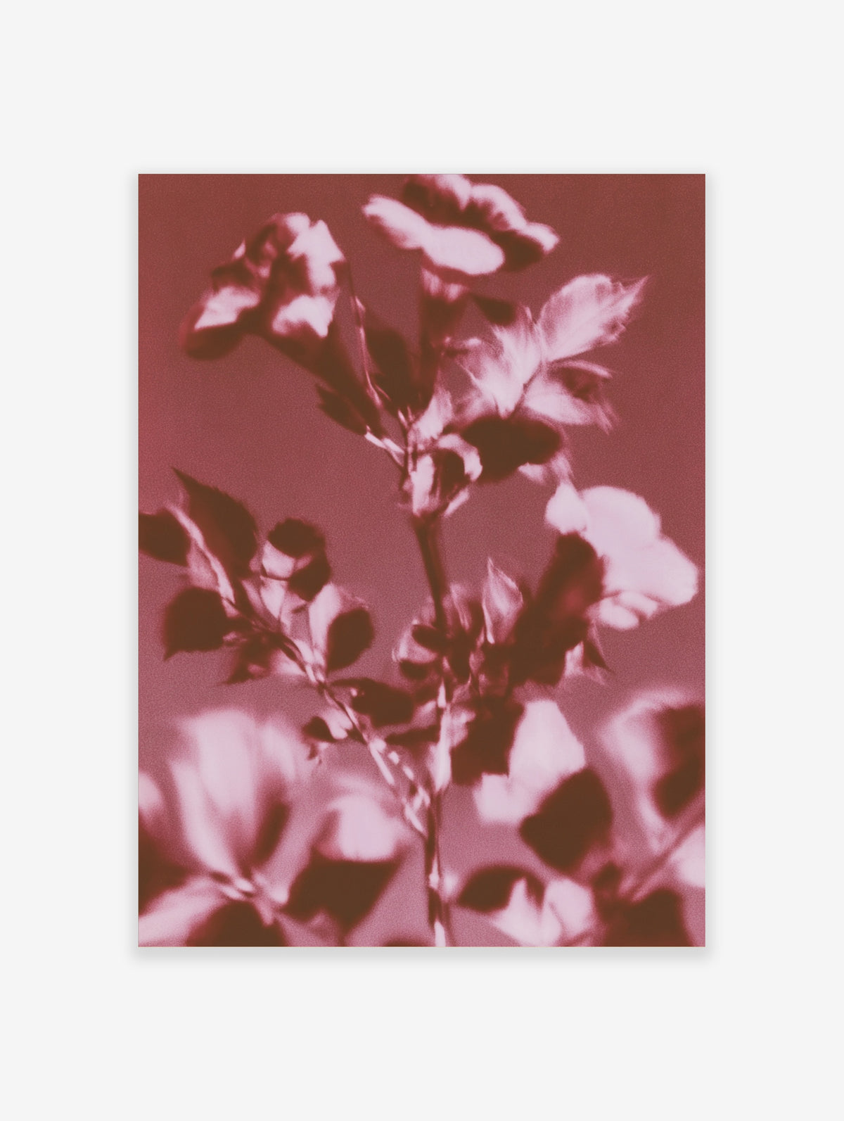 Pink botanical rose leaf art print with soft focus blooms on a deep pink background