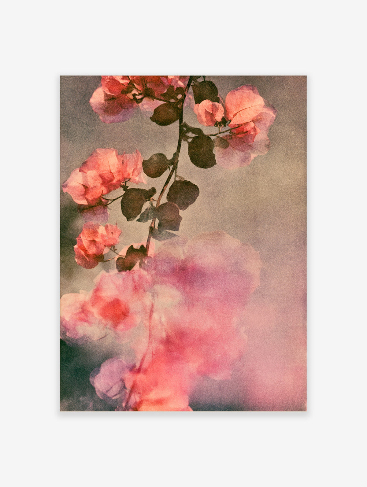 Pink bougainvillea flower branch with dark leaves and a blurred pink bloom on a grainy background