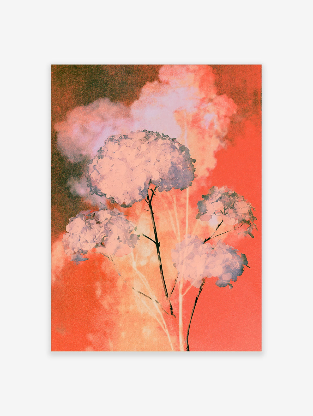 Pink hydrangea flower print with blue and peach petals against a warm coral sky