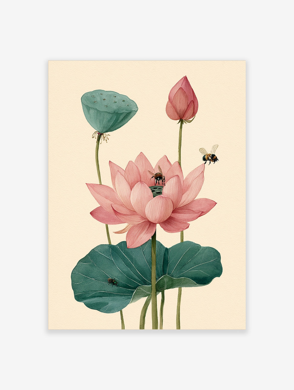 Pink lotus flower botanical illustration with two bees, green leaf and seed pod on cream background