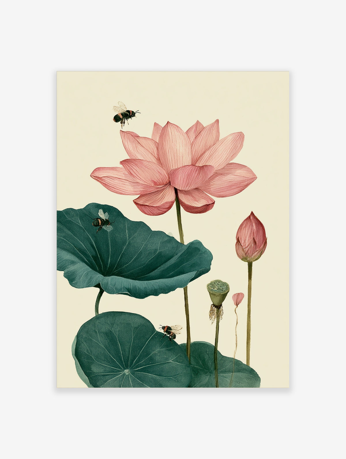 Pink lotus flower botanical art print with bees and green leaf on cream background
