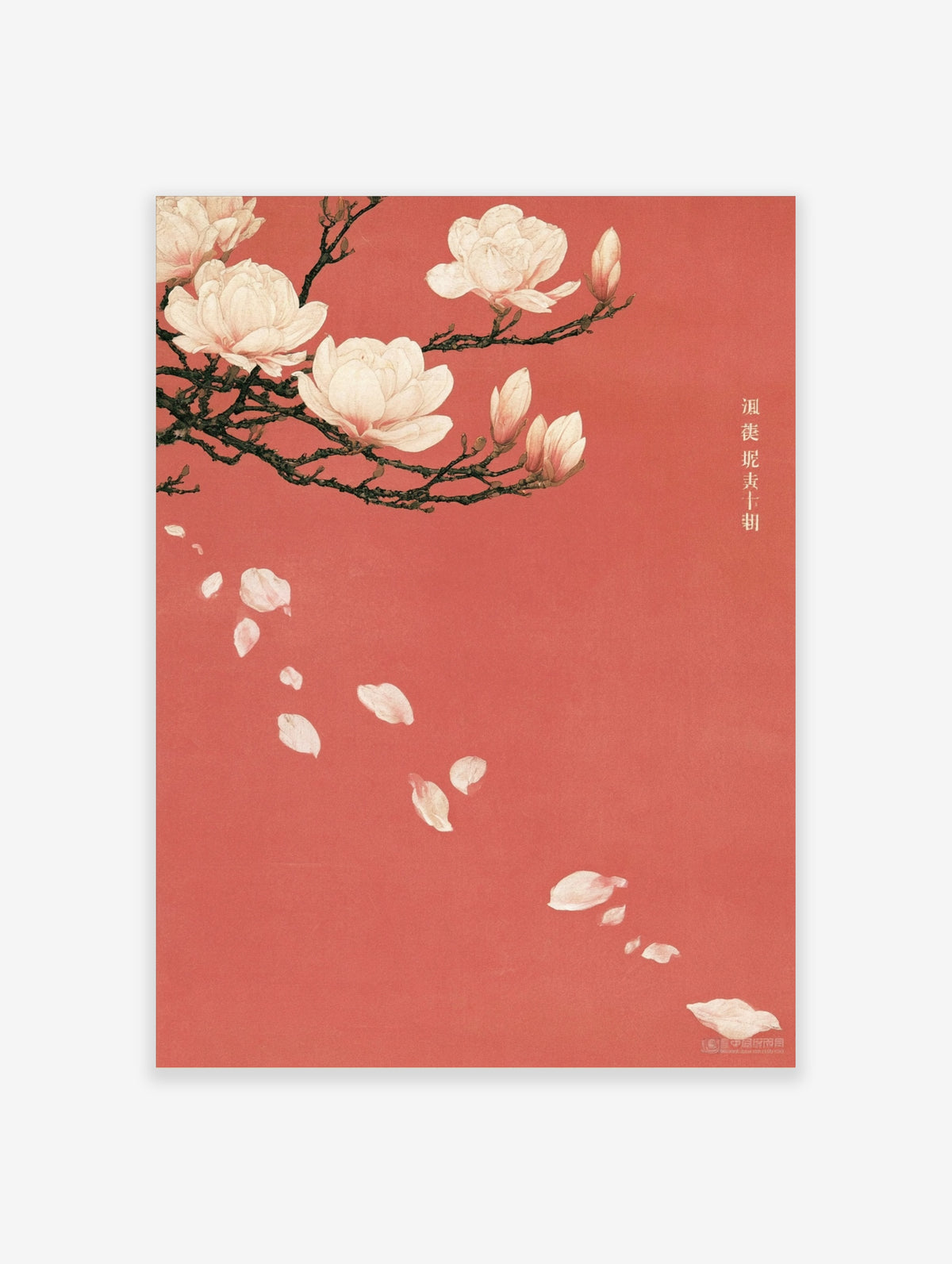 Pink magnolia branch with white blossoms and falling petals on coral background art print