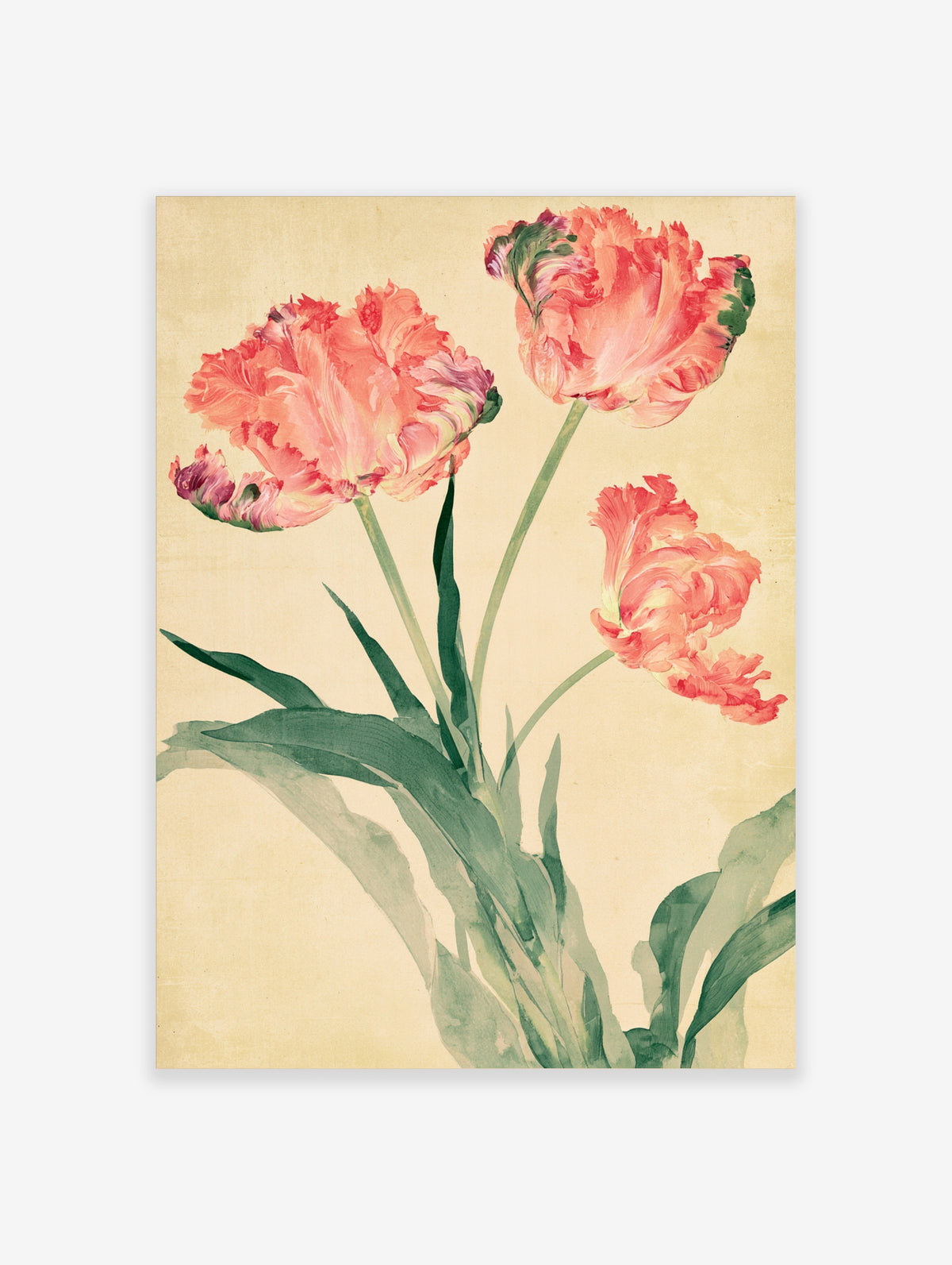 Pink parrot tulip flowers with ruffled petals and green leaves on a cream background