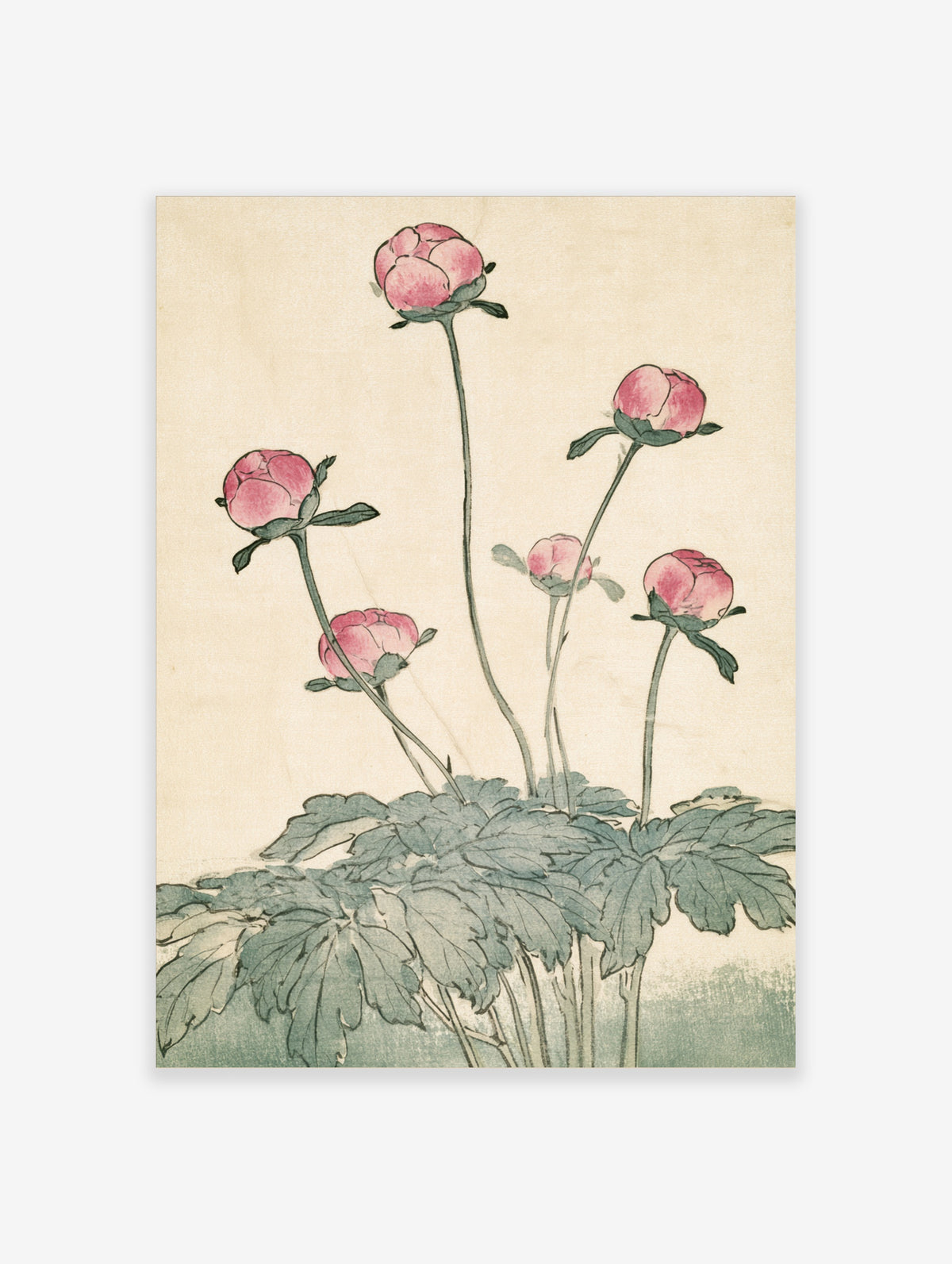Pink peony buds botanical illustration with green leaves on beige background