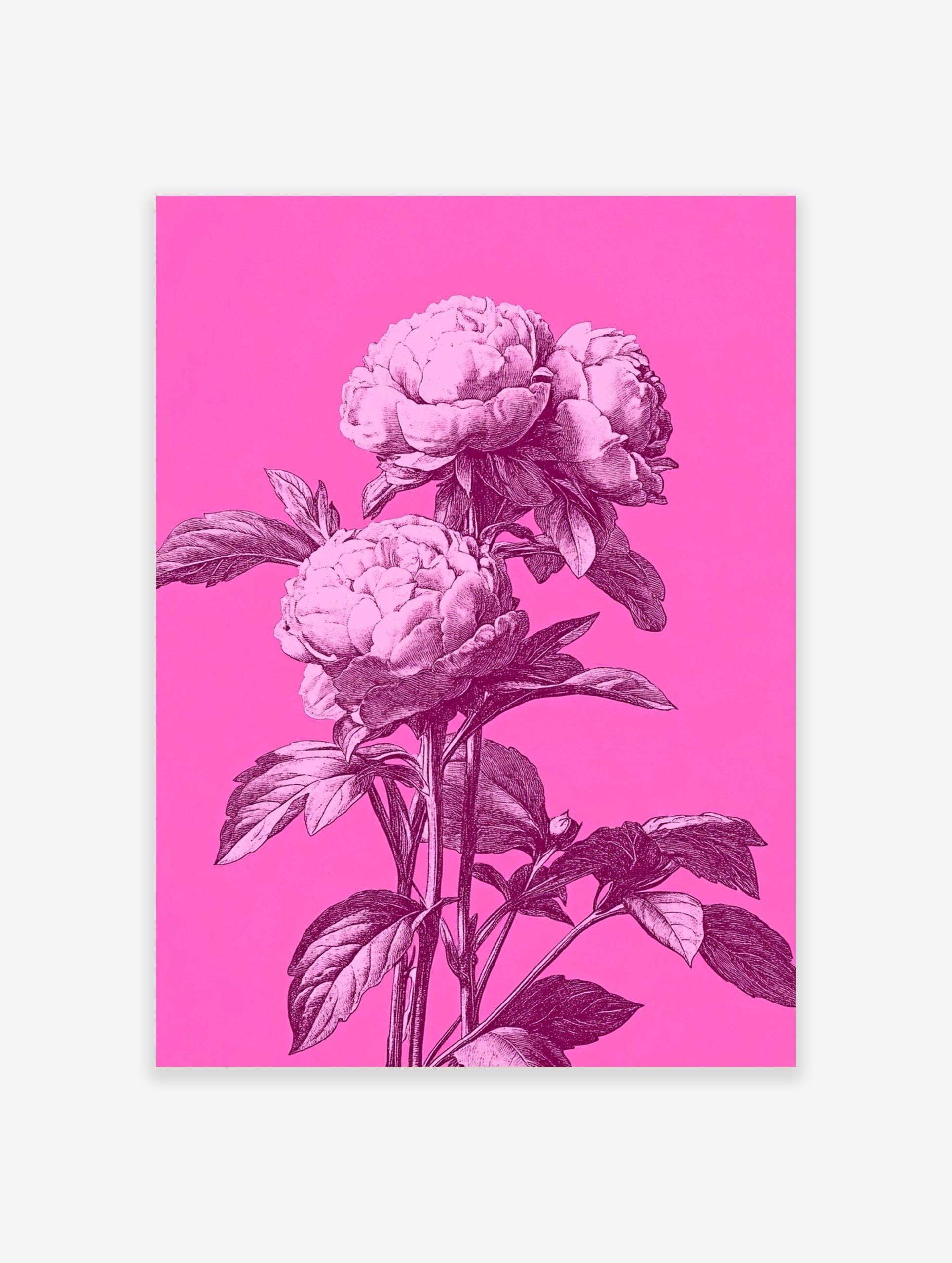 Pink peony botanical illustration with three large blooms on a hot pink background