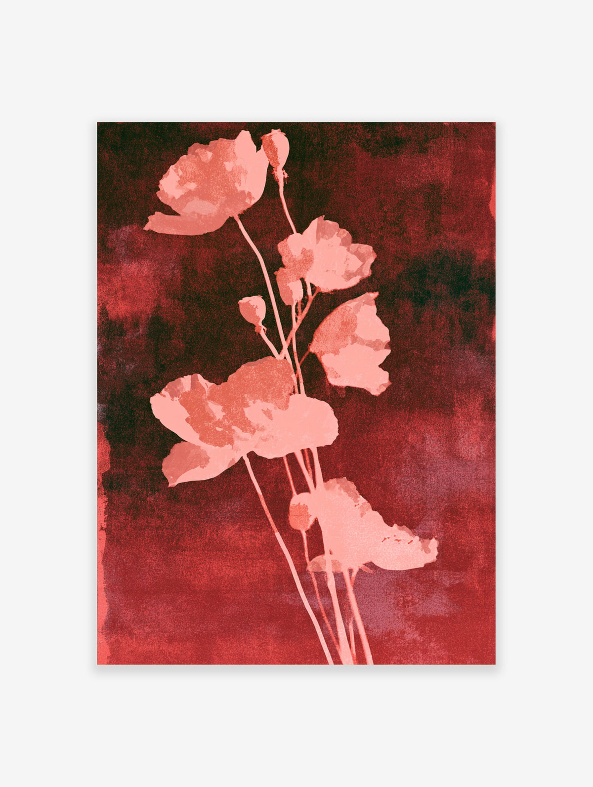 Pink poppy flower art print with slender stems on a deep red background